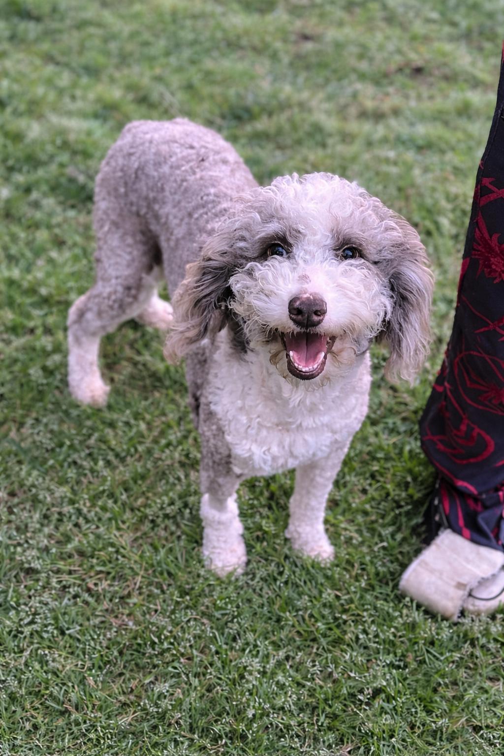 Enlarge Marge, a ADOPTABLE mixed breed in Atlanta, GA image 4/4