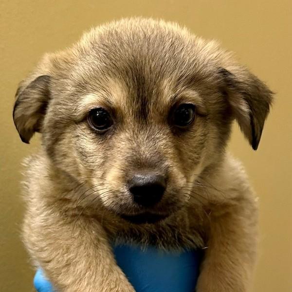 Enlarge Plover, a Adoptable mixed breed in Walnut Creek, CA image 1/1