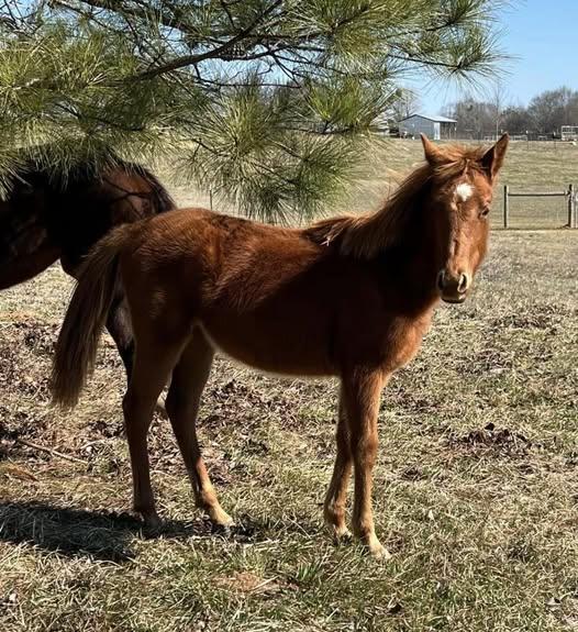 Enlarge Merple-, a Adoptable mixed breed in Huntington, WV image 6/6