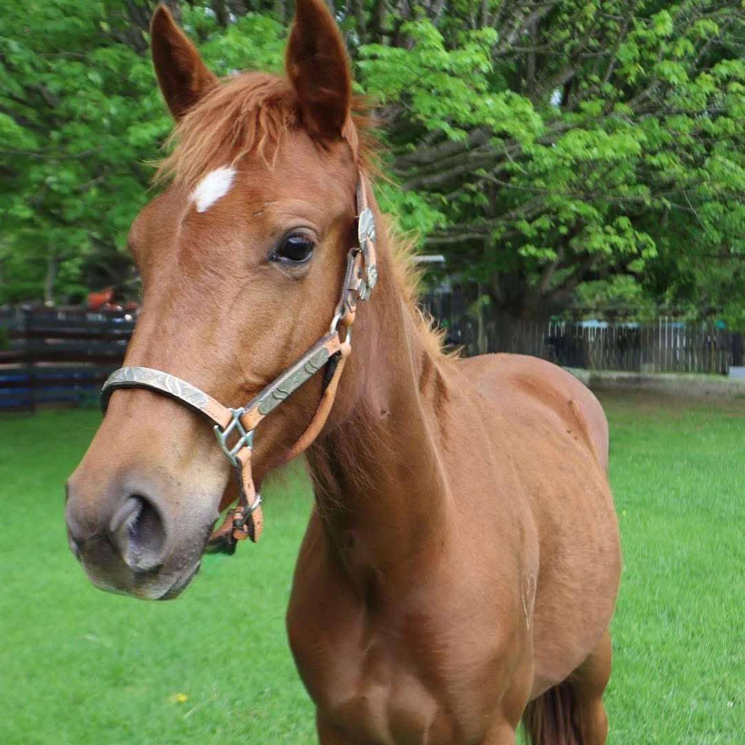 Merple- ATFO Whippersnapper Division, Young Female unknown
