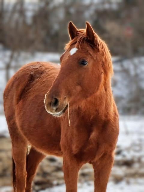 Enlarge Merple ATFO 2026 Diamond Division Candidate, a Adoptable mixed breed in Huntington, WV image 1/6