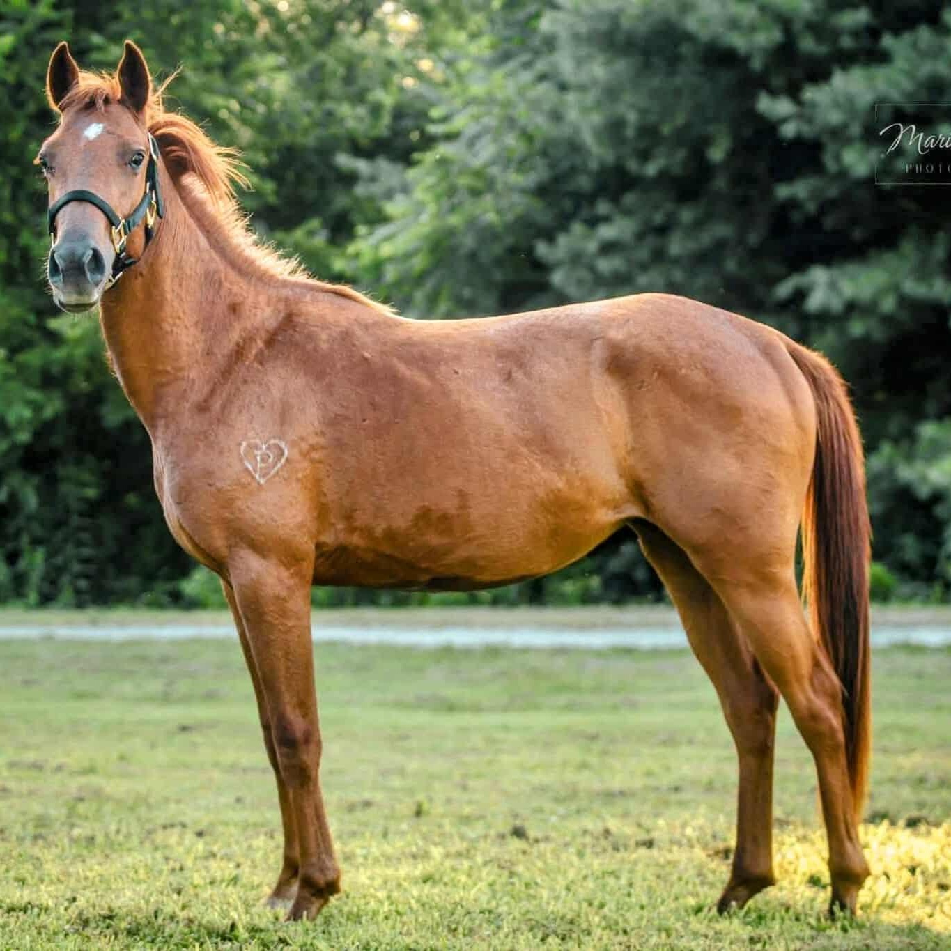Enlarge Merple-, a Adoptable mixed breed in Huntington, WV image 1/6