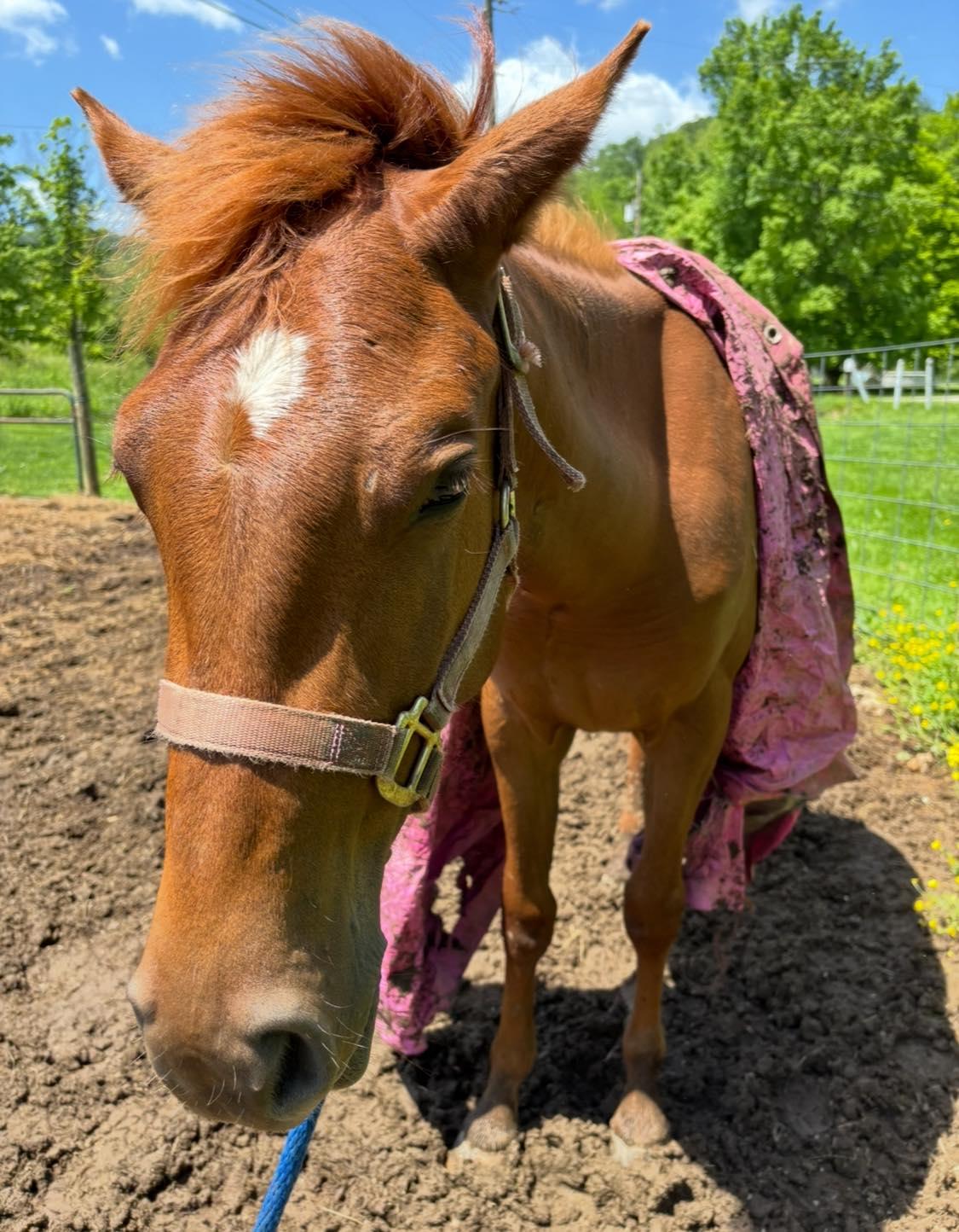 Enlarge Merple-, a Adoptable mixed breed in Huntington, WV image 5/6