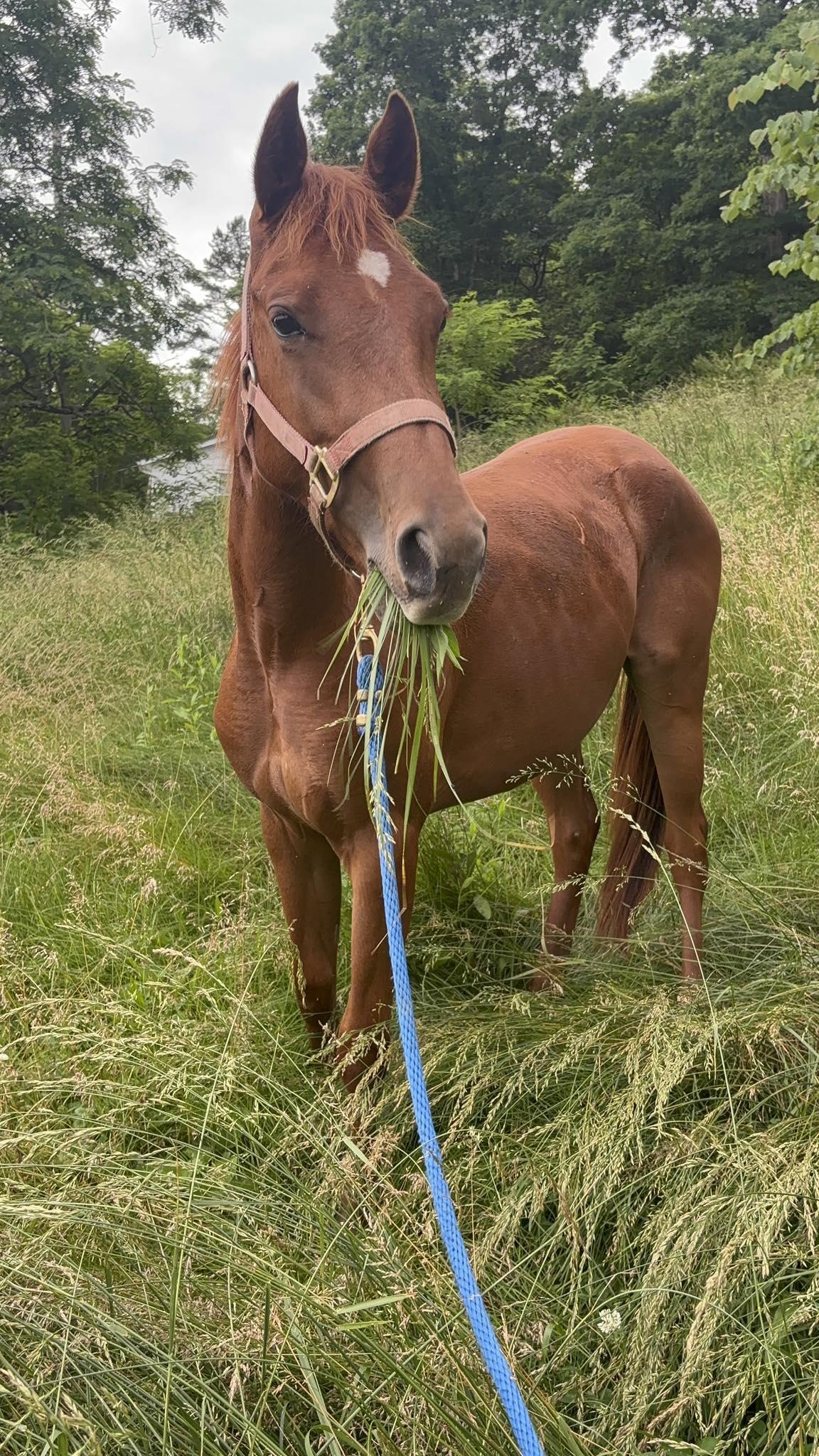 Enlarge Merple-, a Adoptable mixed breed in Huntington, WV image 4/6