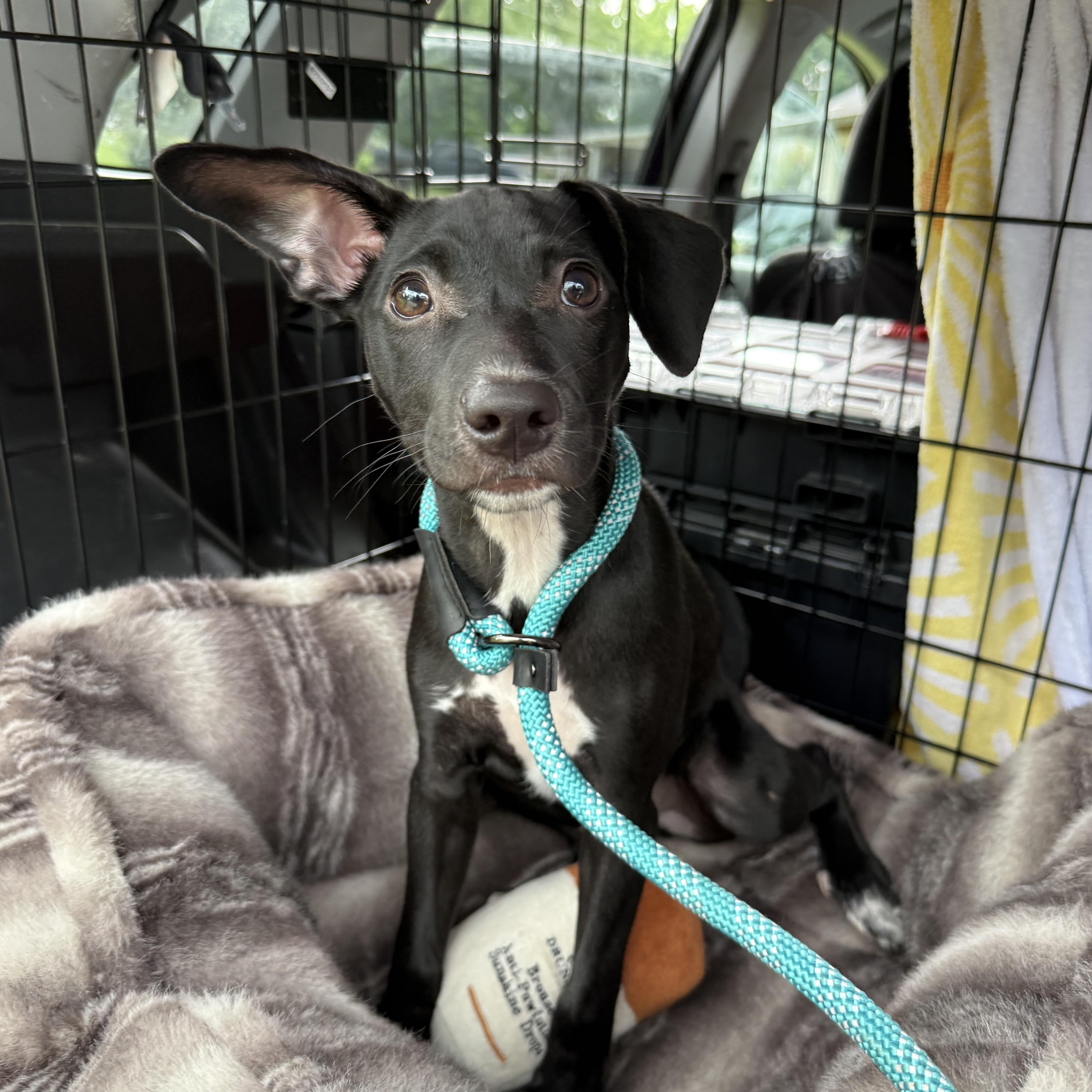 Arlo, adopted, Puppy Male Mixed Breed.