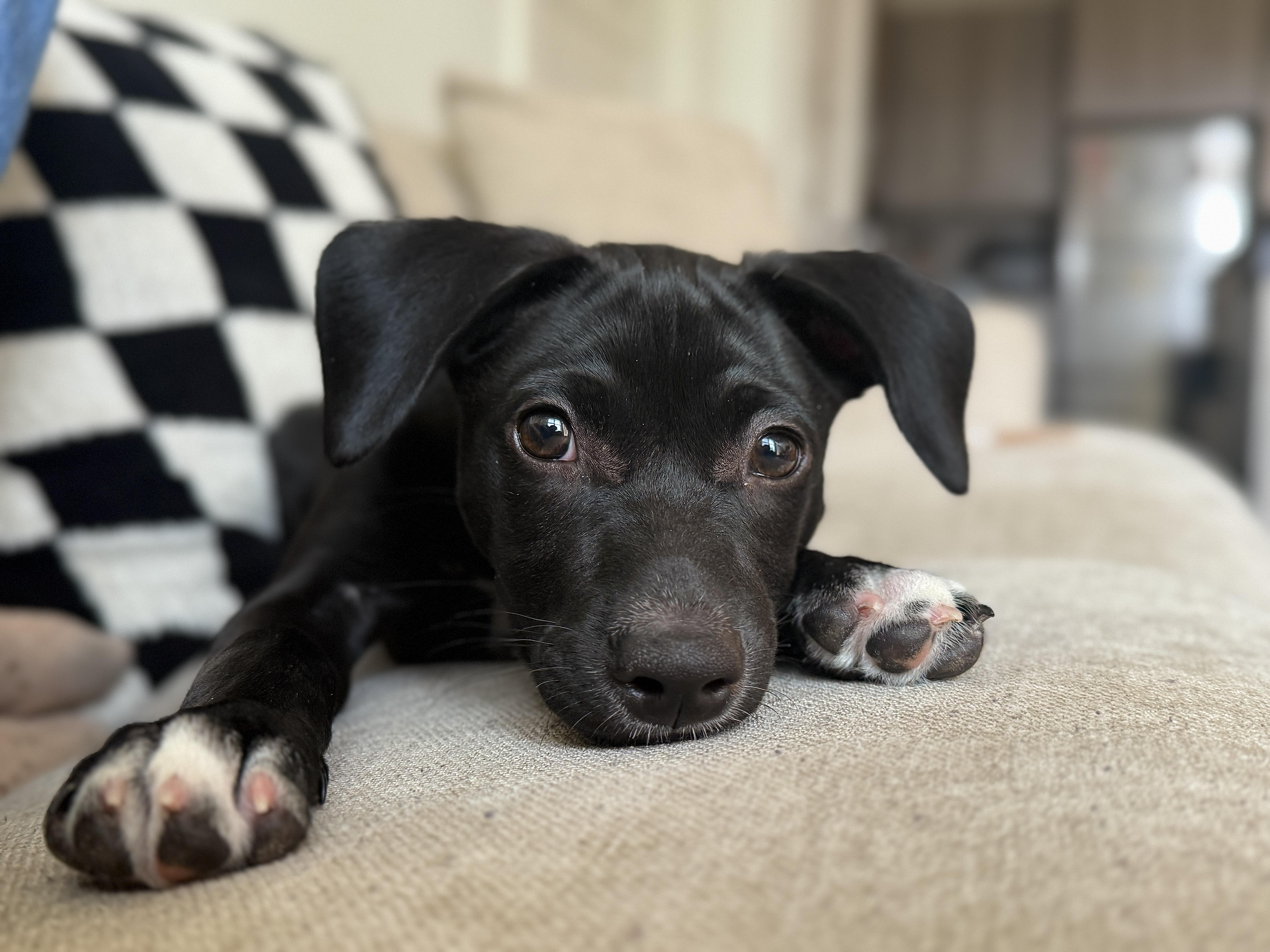Arlo, adoptable, Puppy Male Mixed Breed.