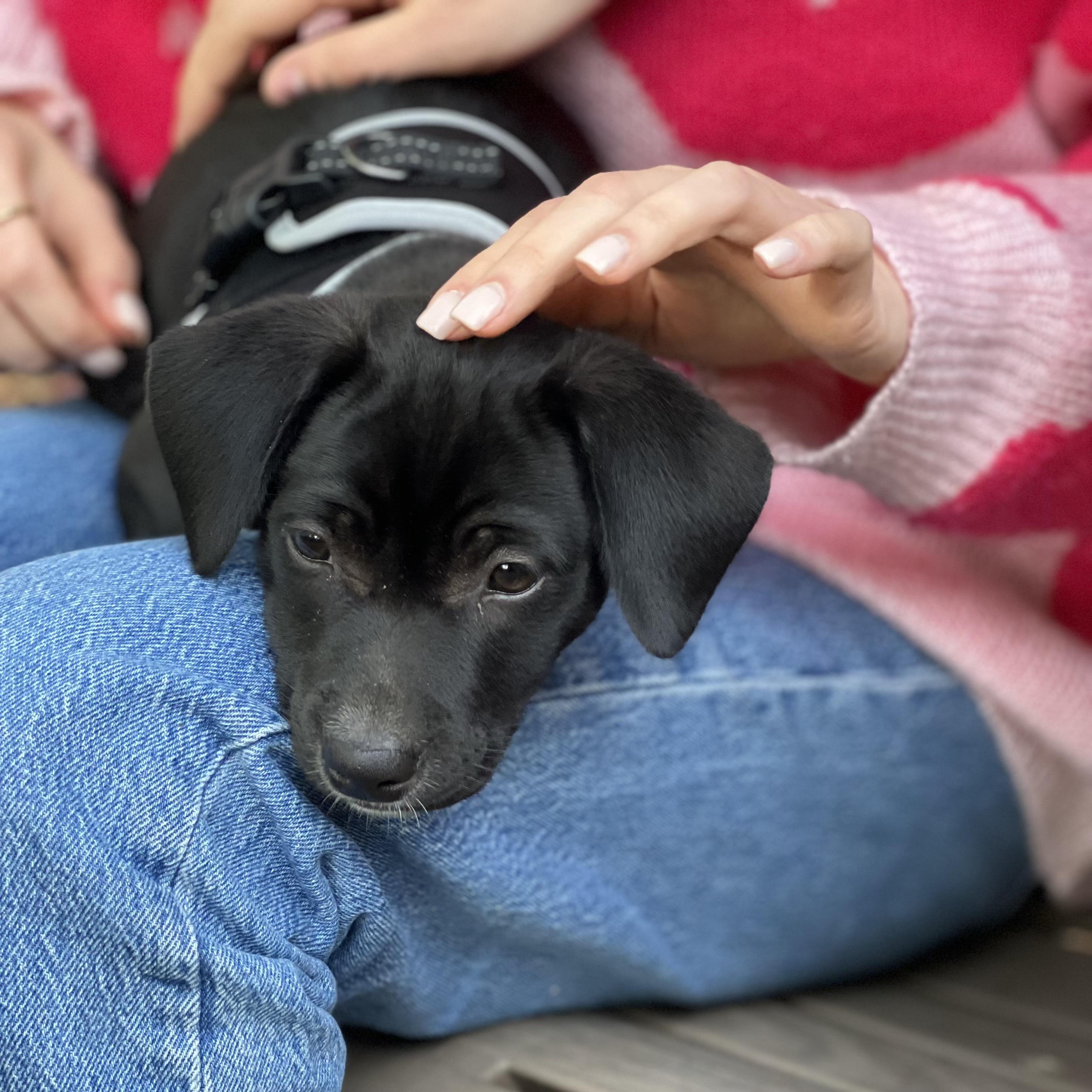Enlarge Arlo, a ADOPTABLE mixed breed in Jackson, GA image 4/6