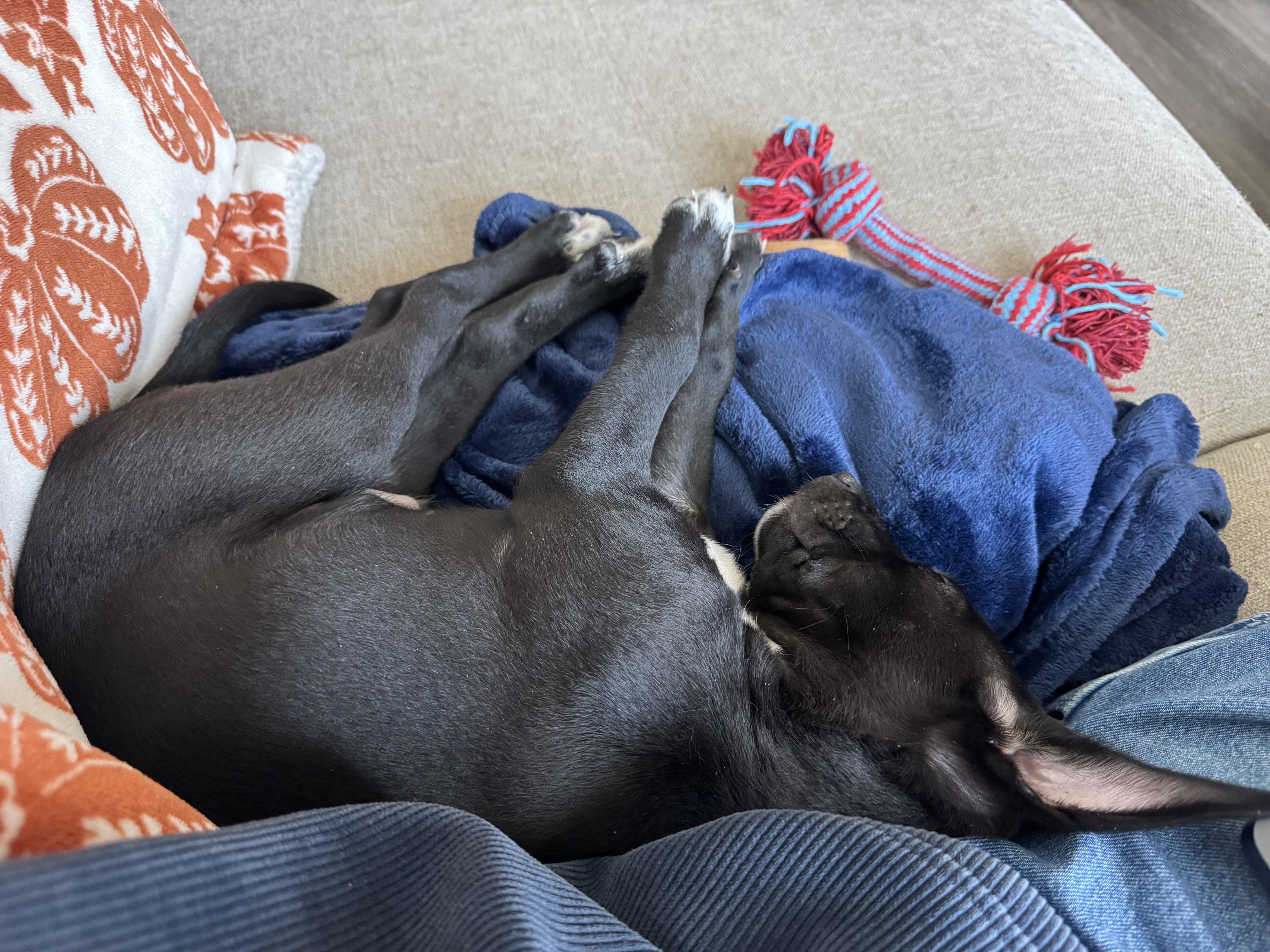 Enlarge Arlo, a ADOPTABLE mixed breed in Jackson, GA image 5/6