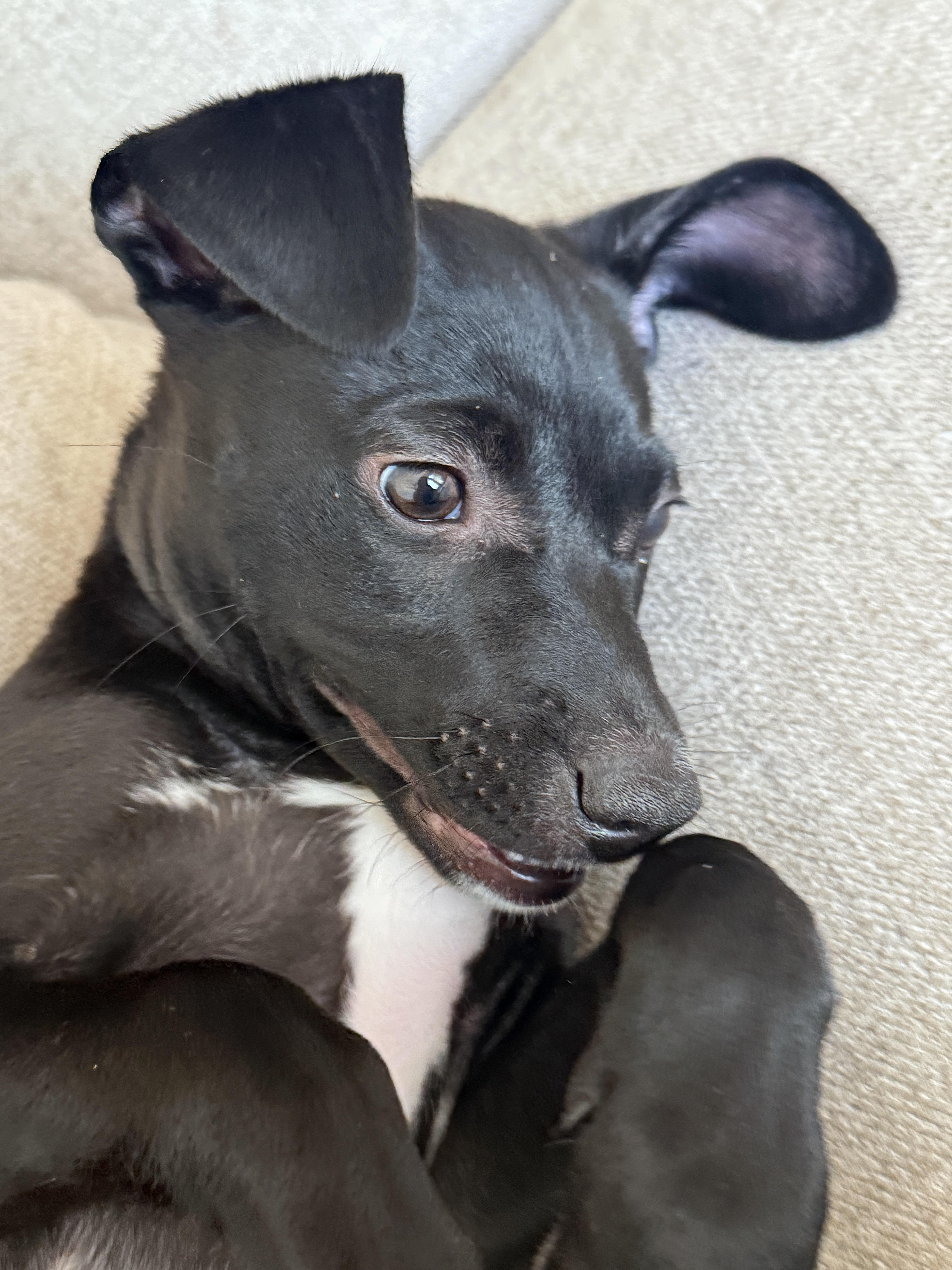 Arlo, an adoptable mixed breed in Jackson, GA image 5/5