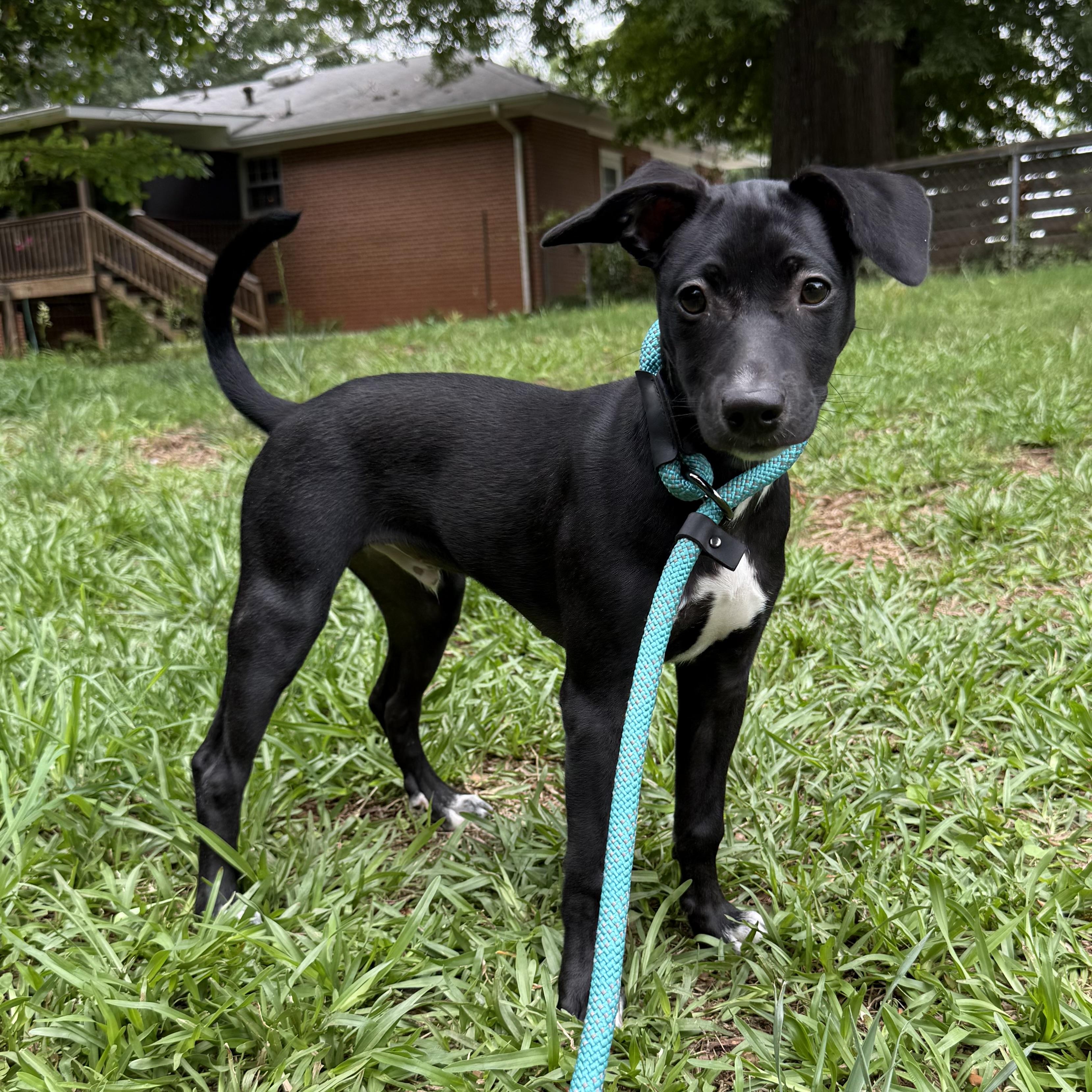Arlo, an adopted mixed breed in Jackson, GA image 2/4