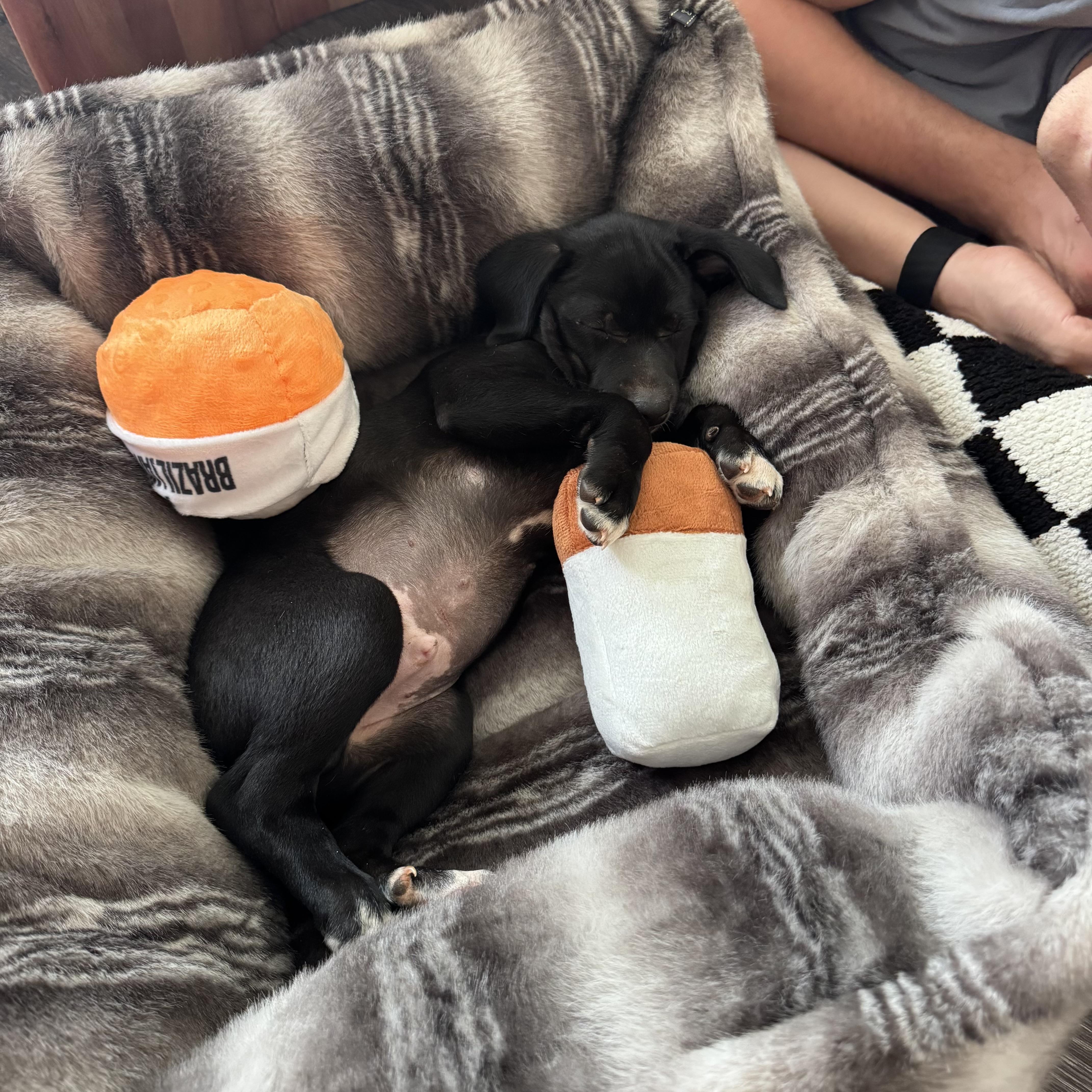 Enlarge Arlo, a ADOPTABLE mixed breed in Jackson, GA image 2/6