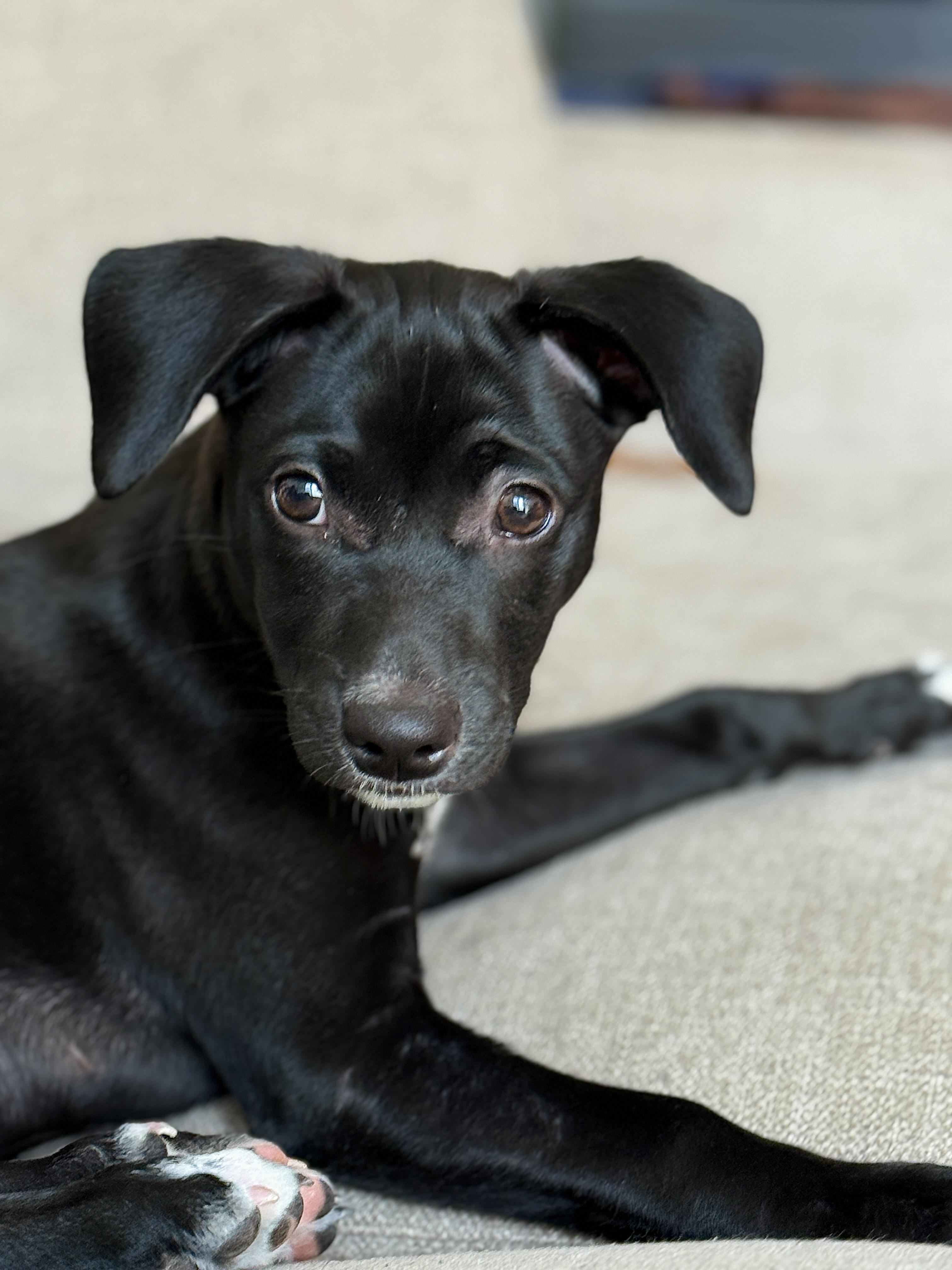 Arlo, an adoptable mixed breed in Jackson, GA image 4/5