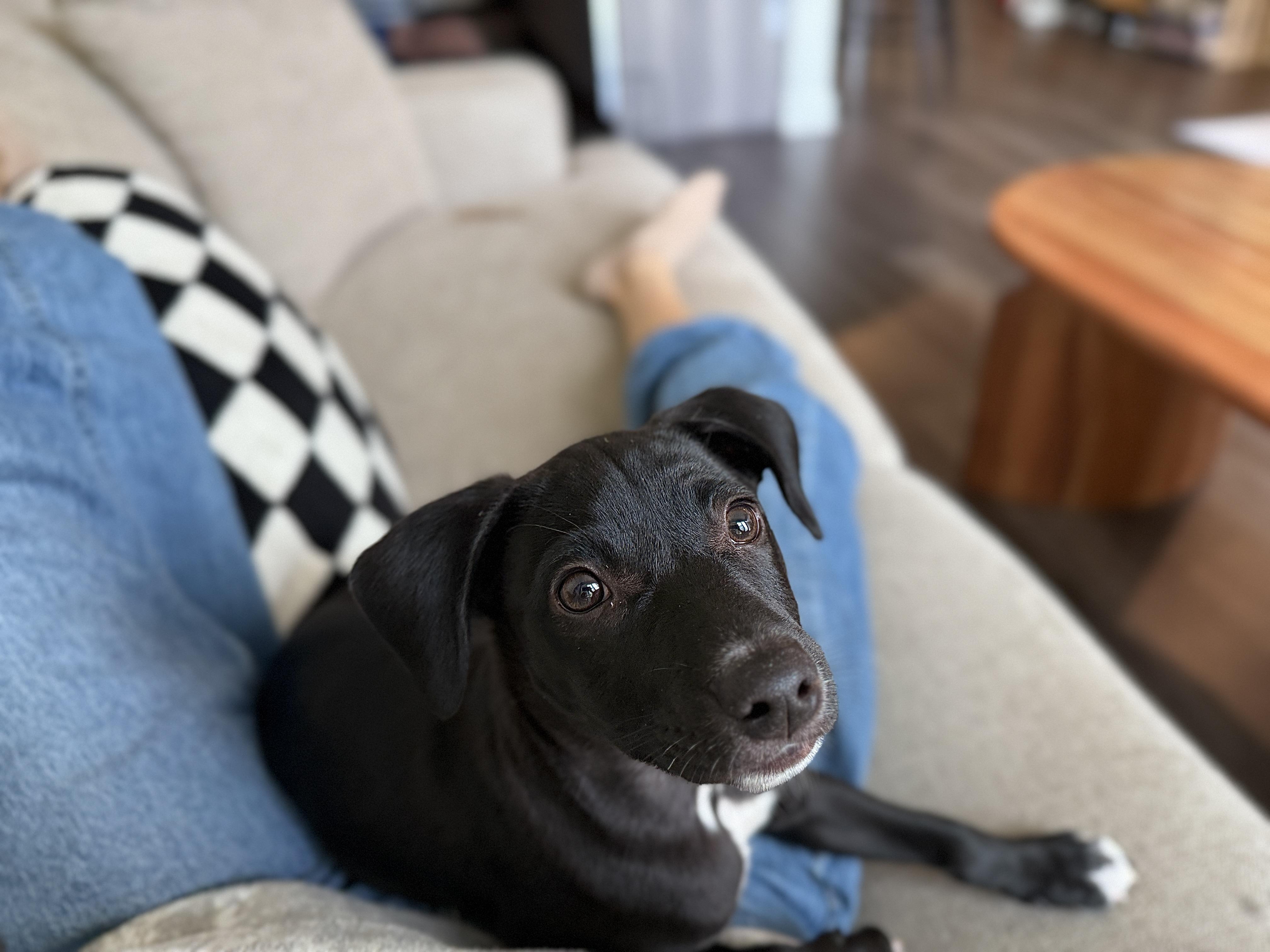 Arlo, an adoptable mixed breed in Jackson, GA image 3/5