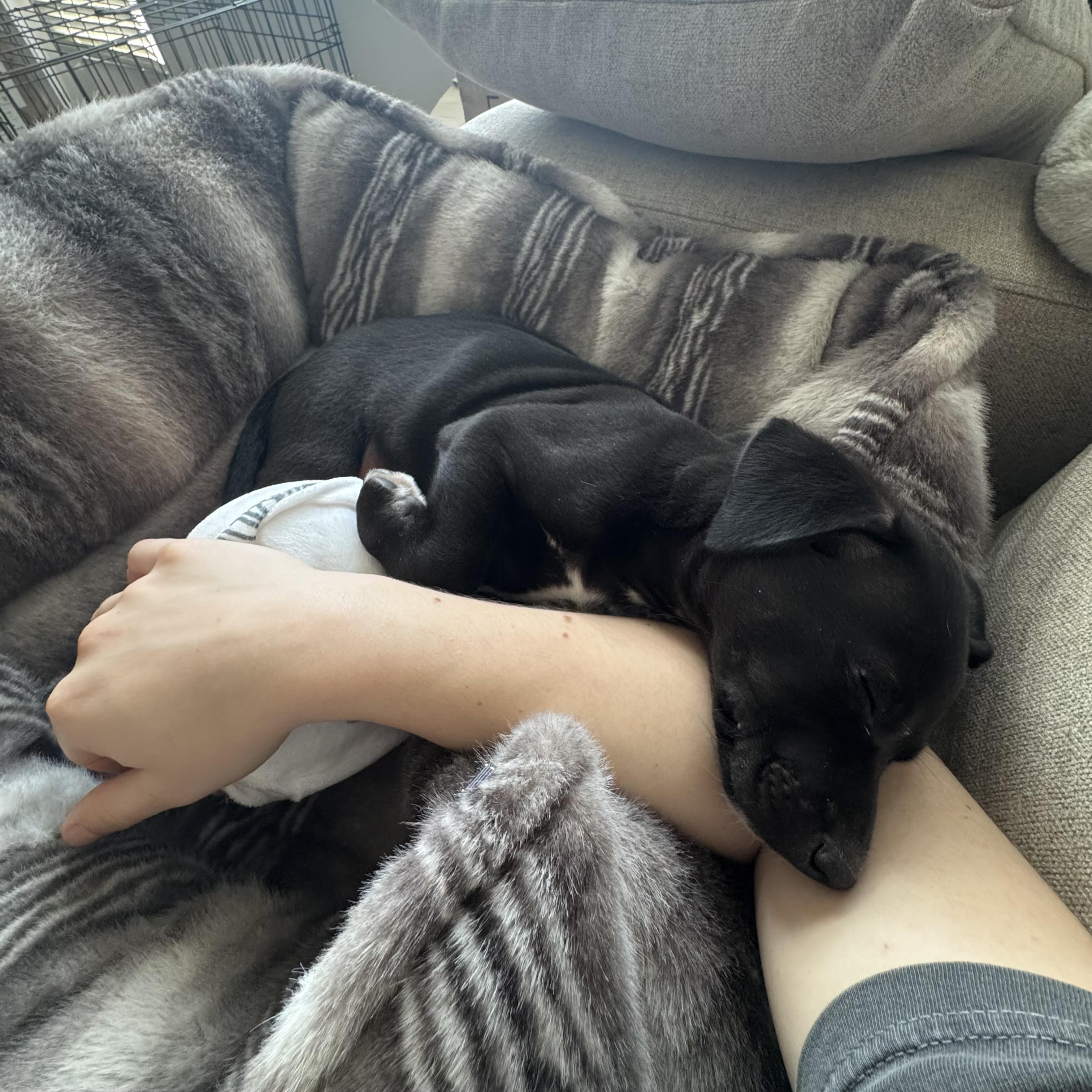 Enlarge Arlo, a ADOPTABLE mixed breed in Jackson, GA image 3/6