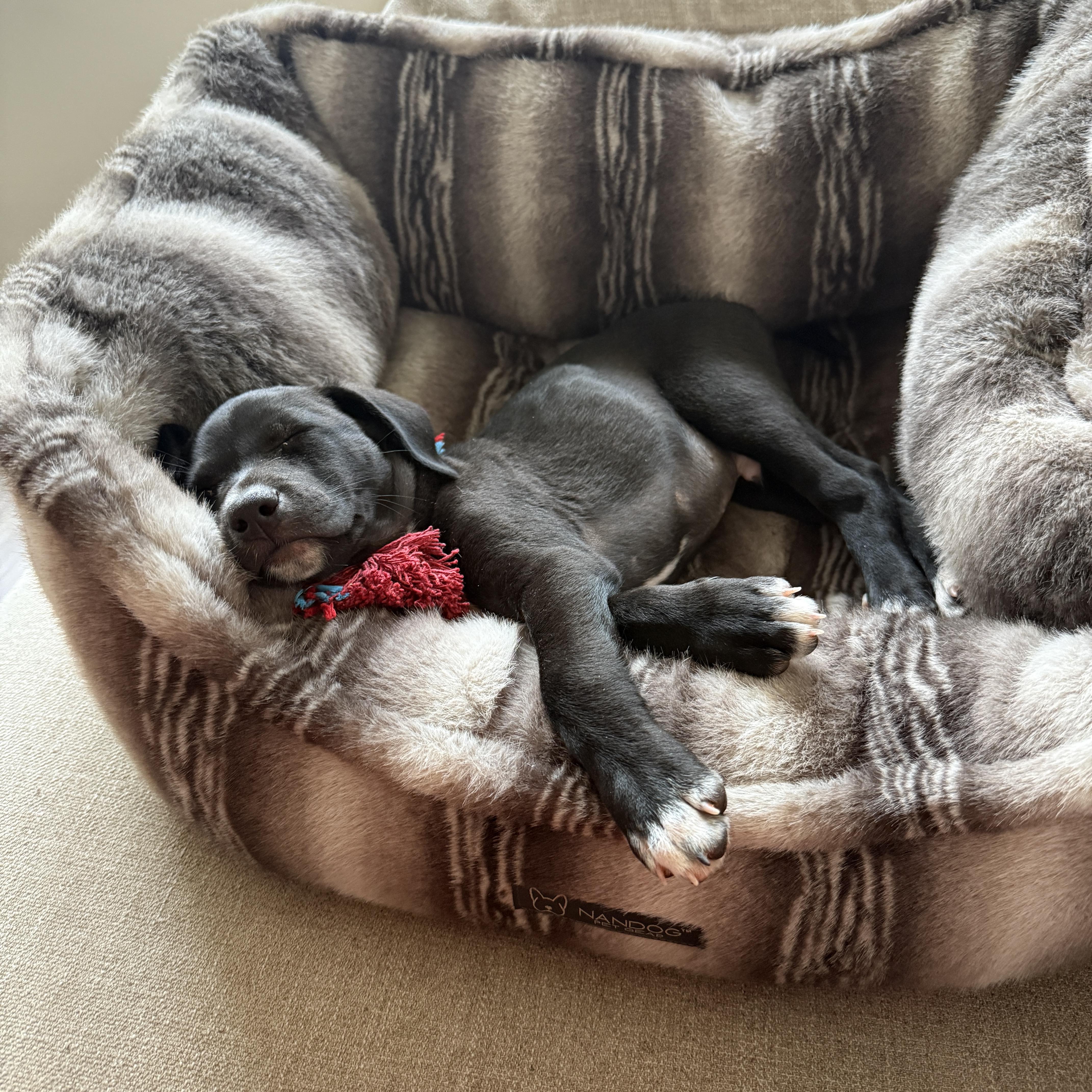 Enlarge Arlo, a ADOPTABLE mixed breed in Jackson, GA image 6/6