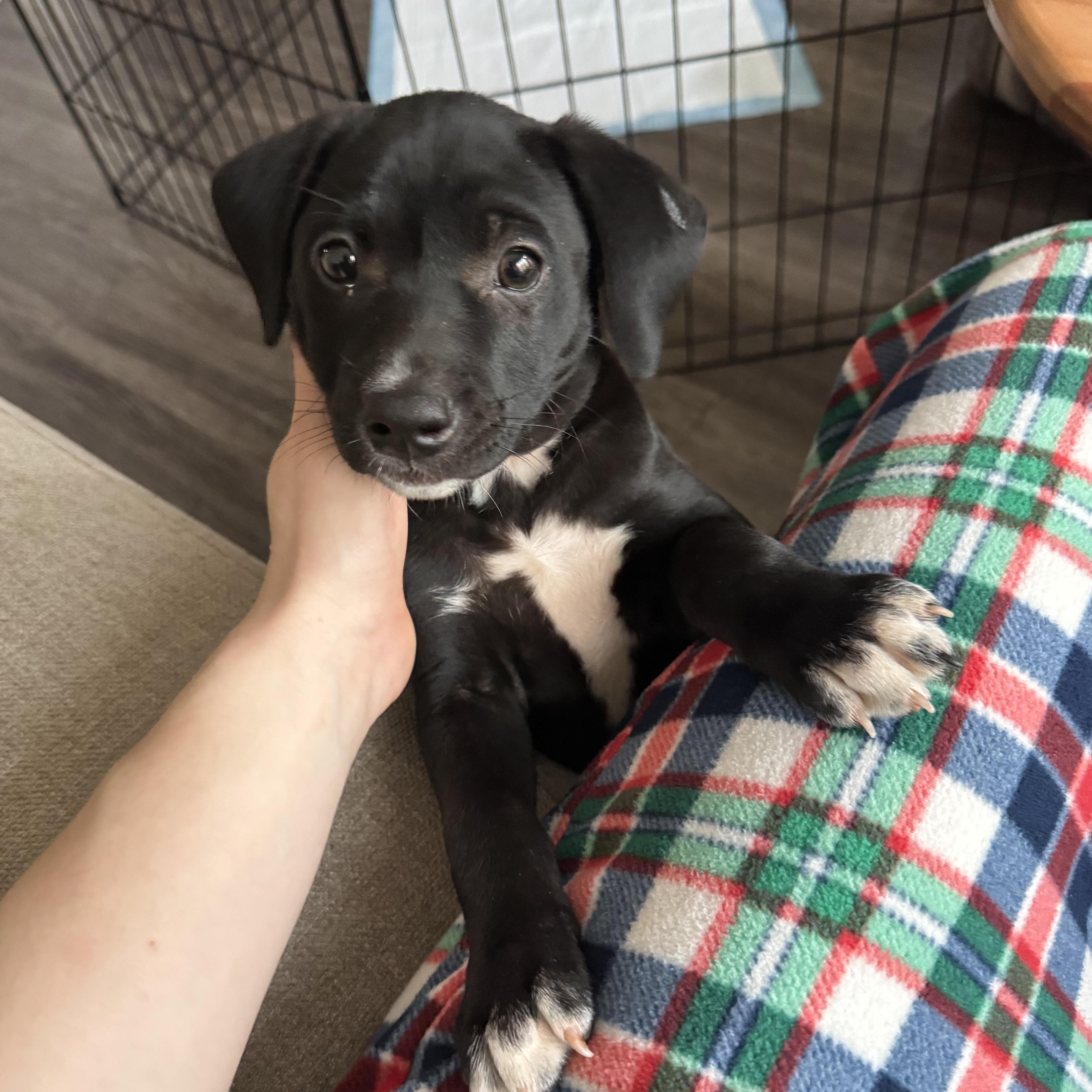 Arlo, ADOPTABLE, Puppy Male Mixed Breed.