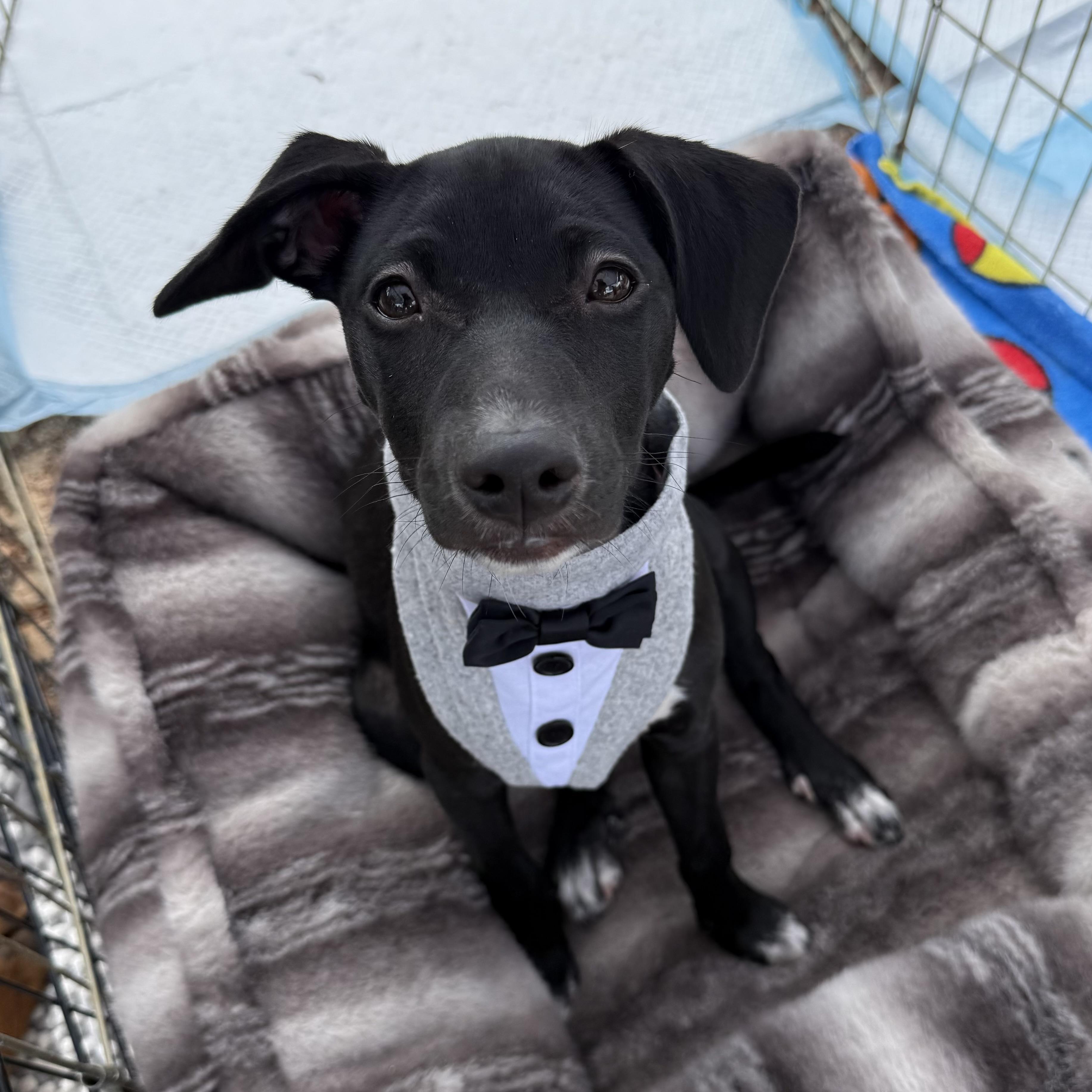 Arlo, an adopted mixed breed in Jackson, GA image 3/4