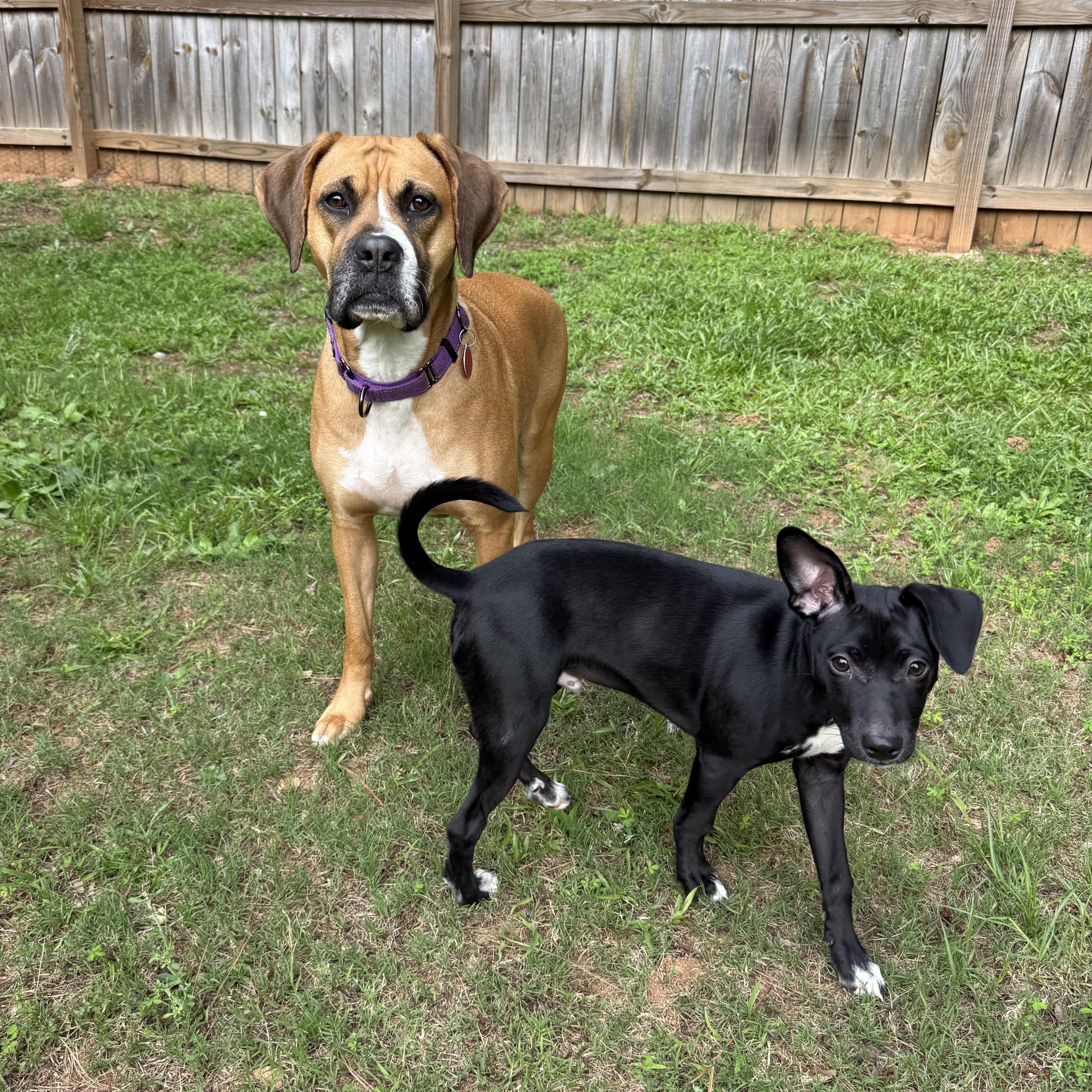 Arlo, an adopted mixed breed in Jackson, GA image 4/4
