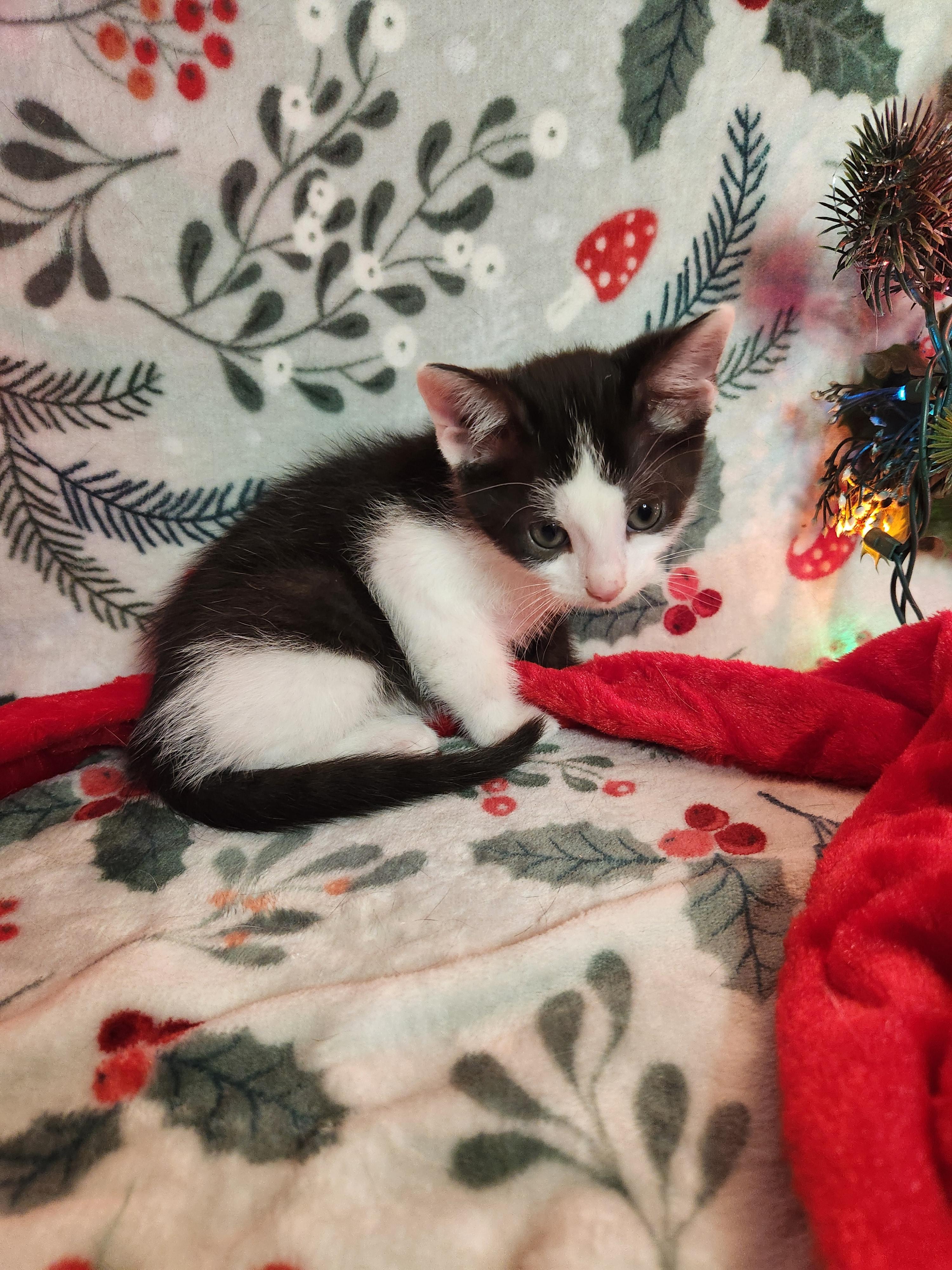 Enlarge Ashley Kitten 4, a Adopted Domestic Short Hair in New Kensington, PA image 3/6