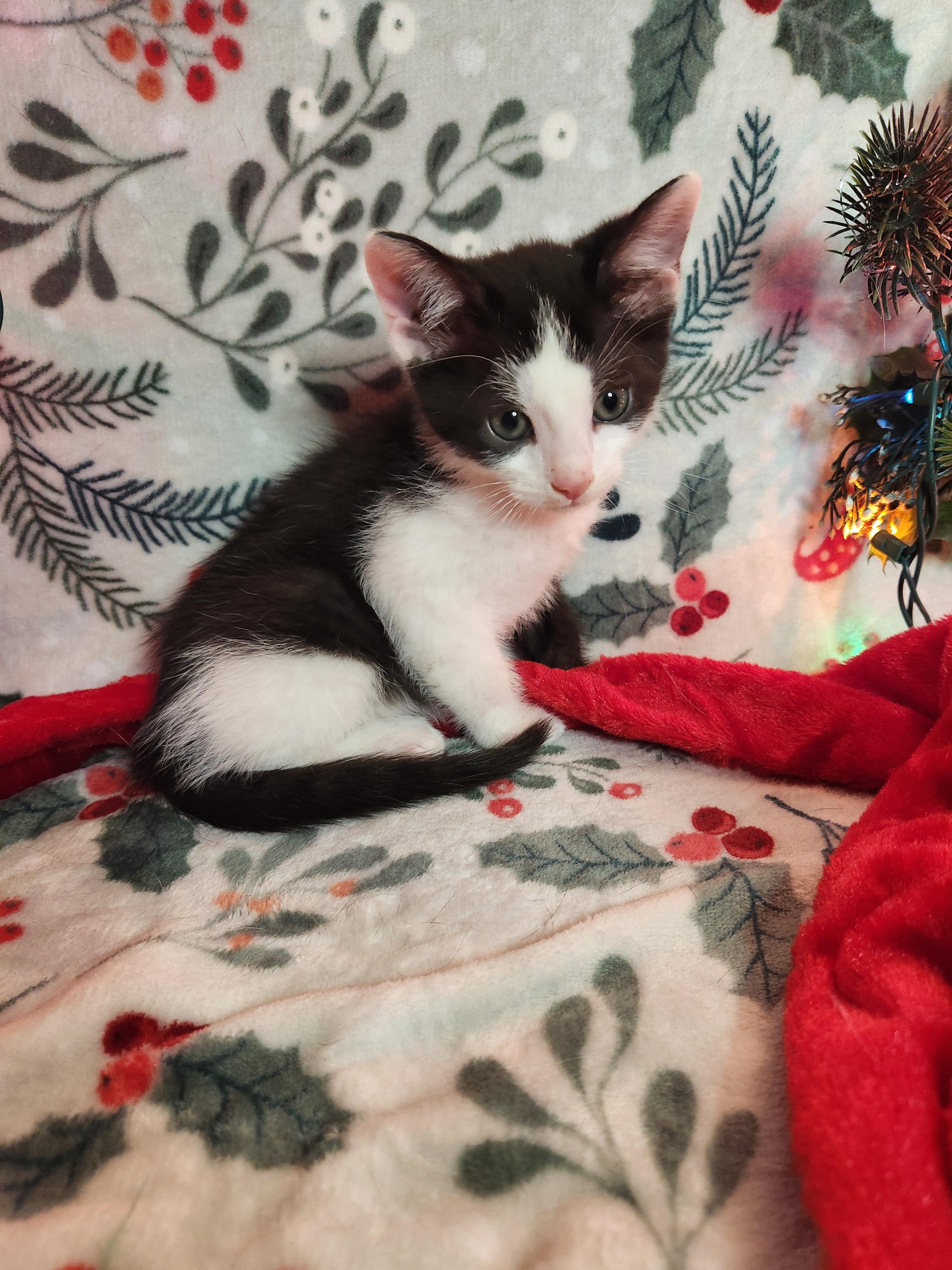 Enlarge Ashley Kitten 4, a Adopted Domestic Short Hair in New Kensington, PA image 4/6