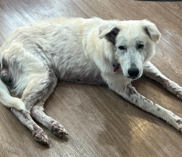 Enlarge Willow, a ADOPTABLE mixed breed in Los Angeles, CA image 3/6