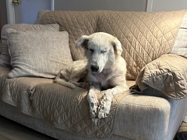 Enlarge Willow, a ADOPTABLE mixed breed in Los Angeles, CA image 2/6