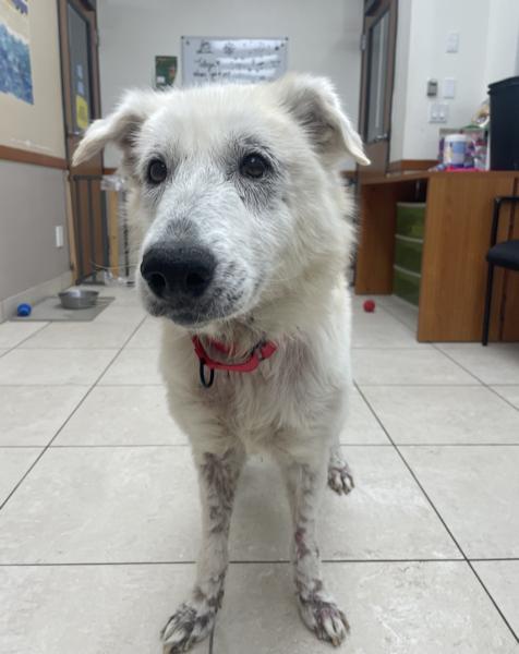 Enlarge Willow, a ADOPTABLE mixed breed in Los Angeles, CA image 6/6