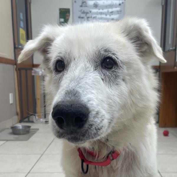 Enlarge Willow, a ADOPTABLE mixed breed in Los Angeles, CA image 1/6