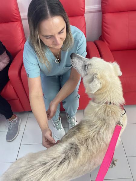 Enlarge Willow, a ADOPTABLE mixed breed in Los Angeles, CA image 5/6