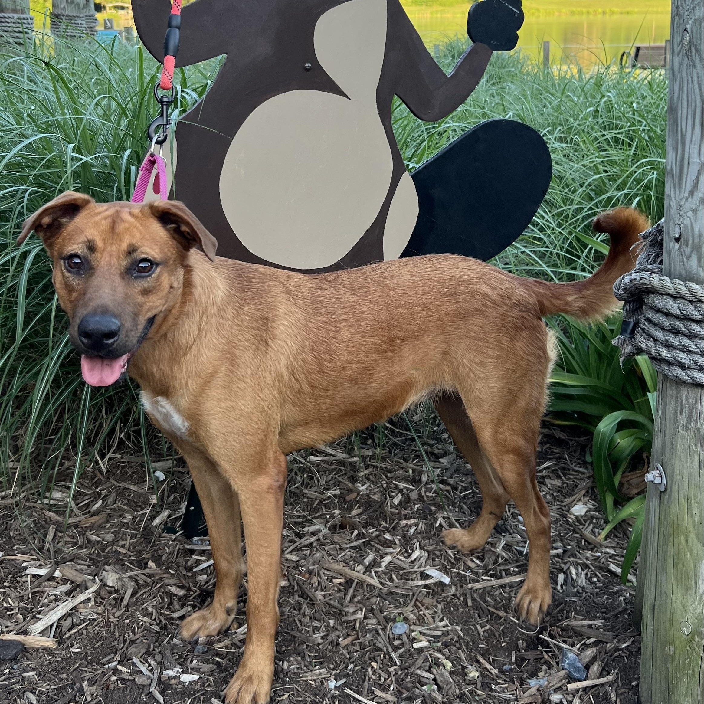 Maple, a Adoptable mixed breed in Mechanicsville , MD image 1/6