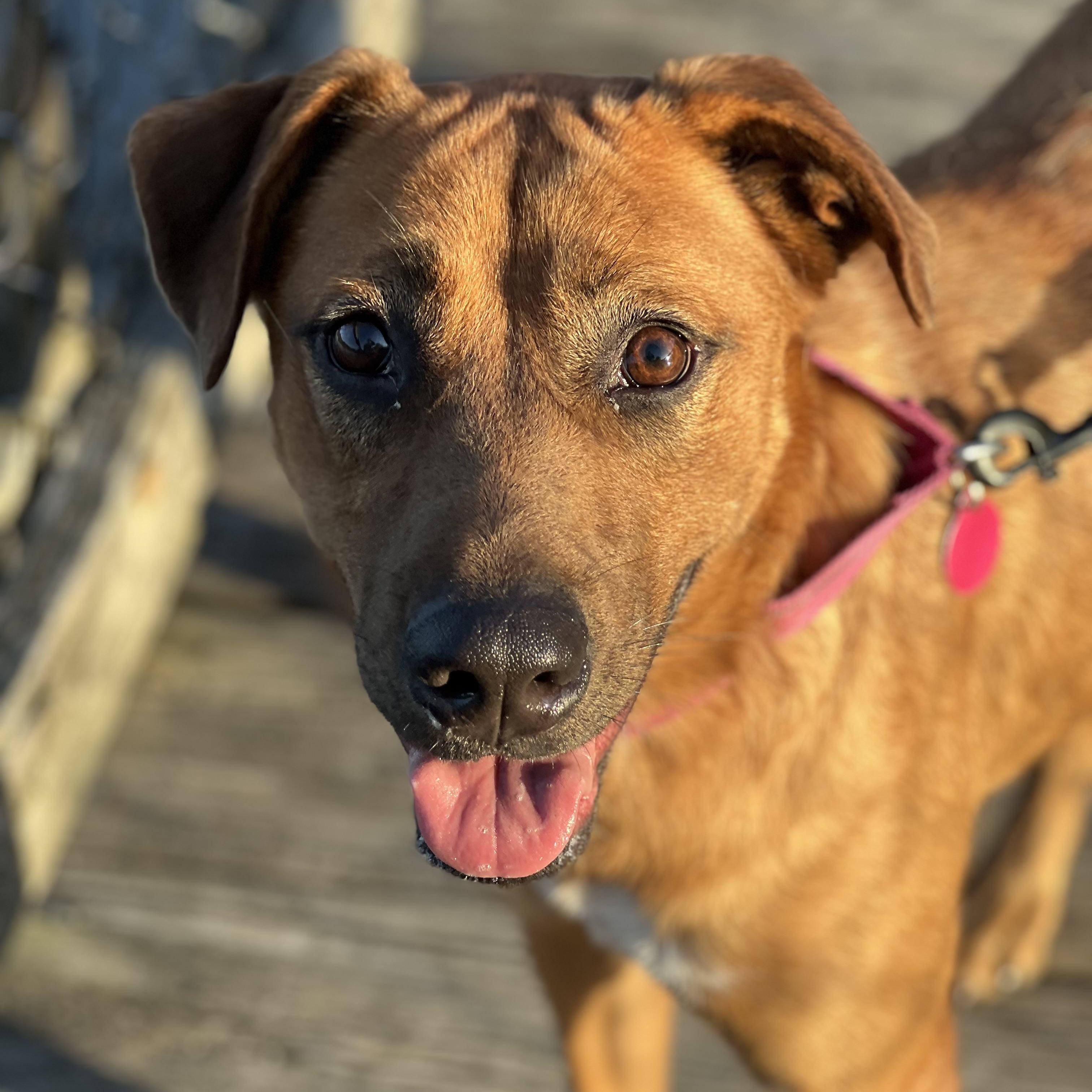 Maple, a Adoptable mixed breed in Mechanicsville , MD image 2/6