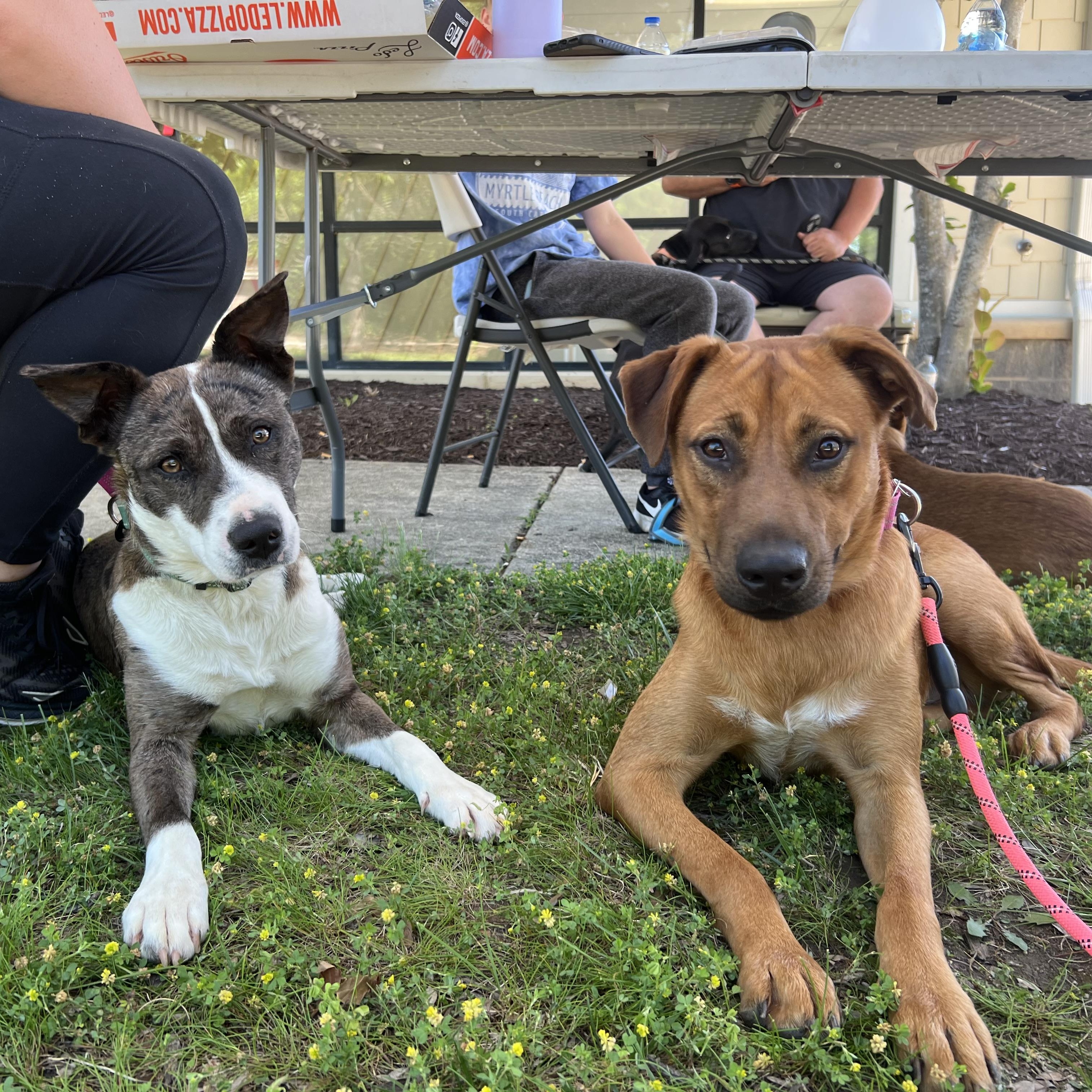 Maple, a Adoptable mixed breed in Mechanicsville , MD image 3/6