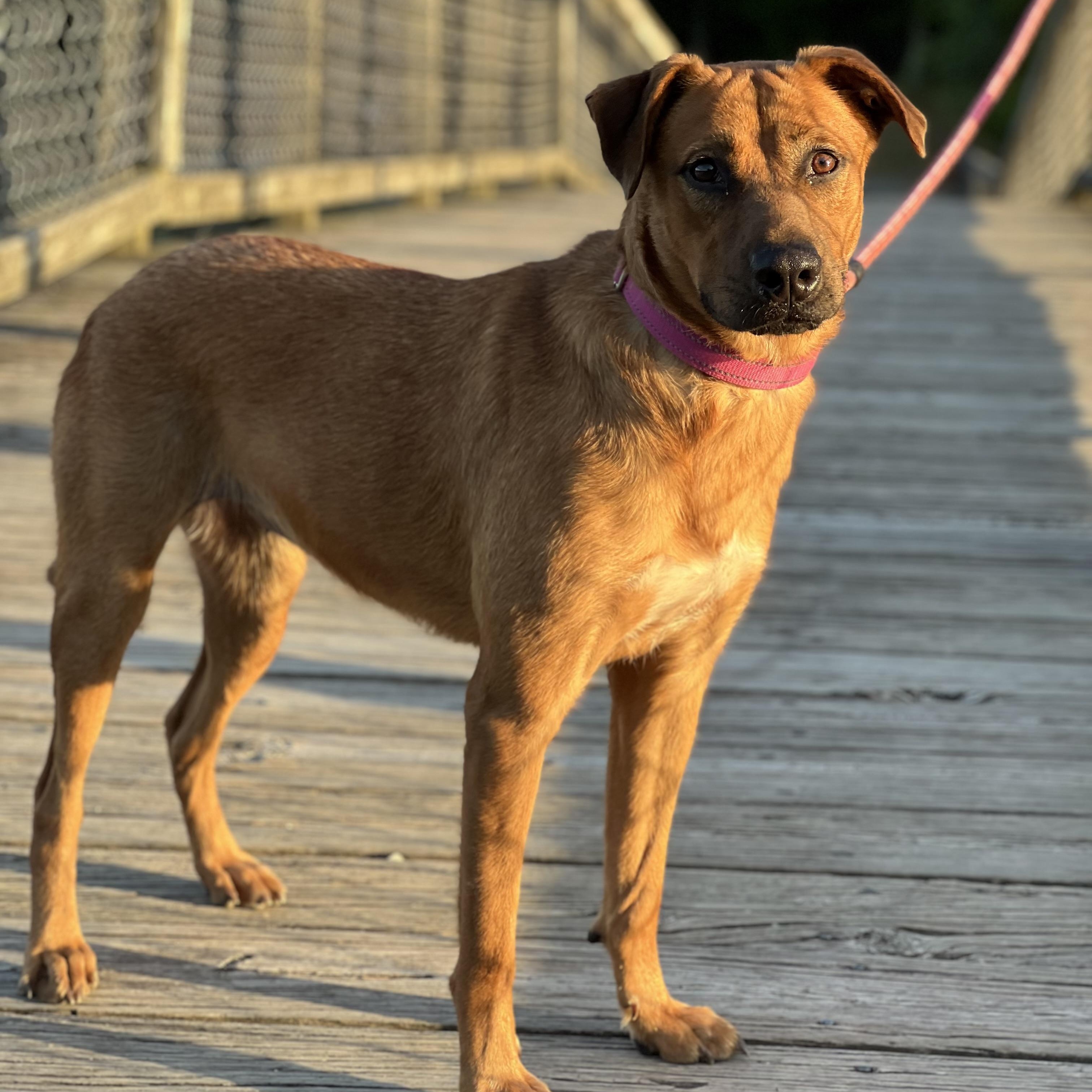 Maple, a Adoptable mixed breed in Mechanicsville , MD image 4/6