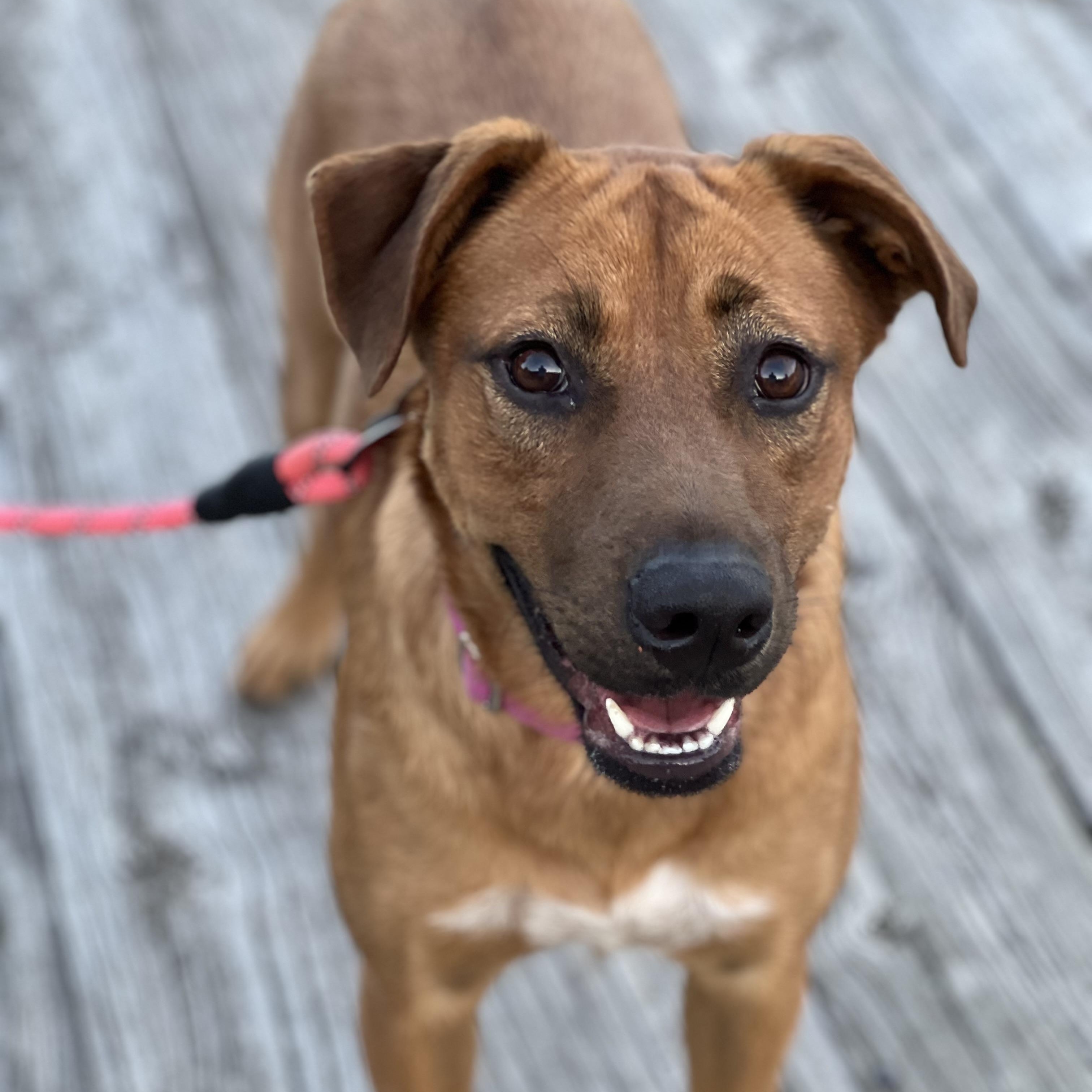 Maple, a Adoptable mixed breed in Mechanicsville , MD image 5/6