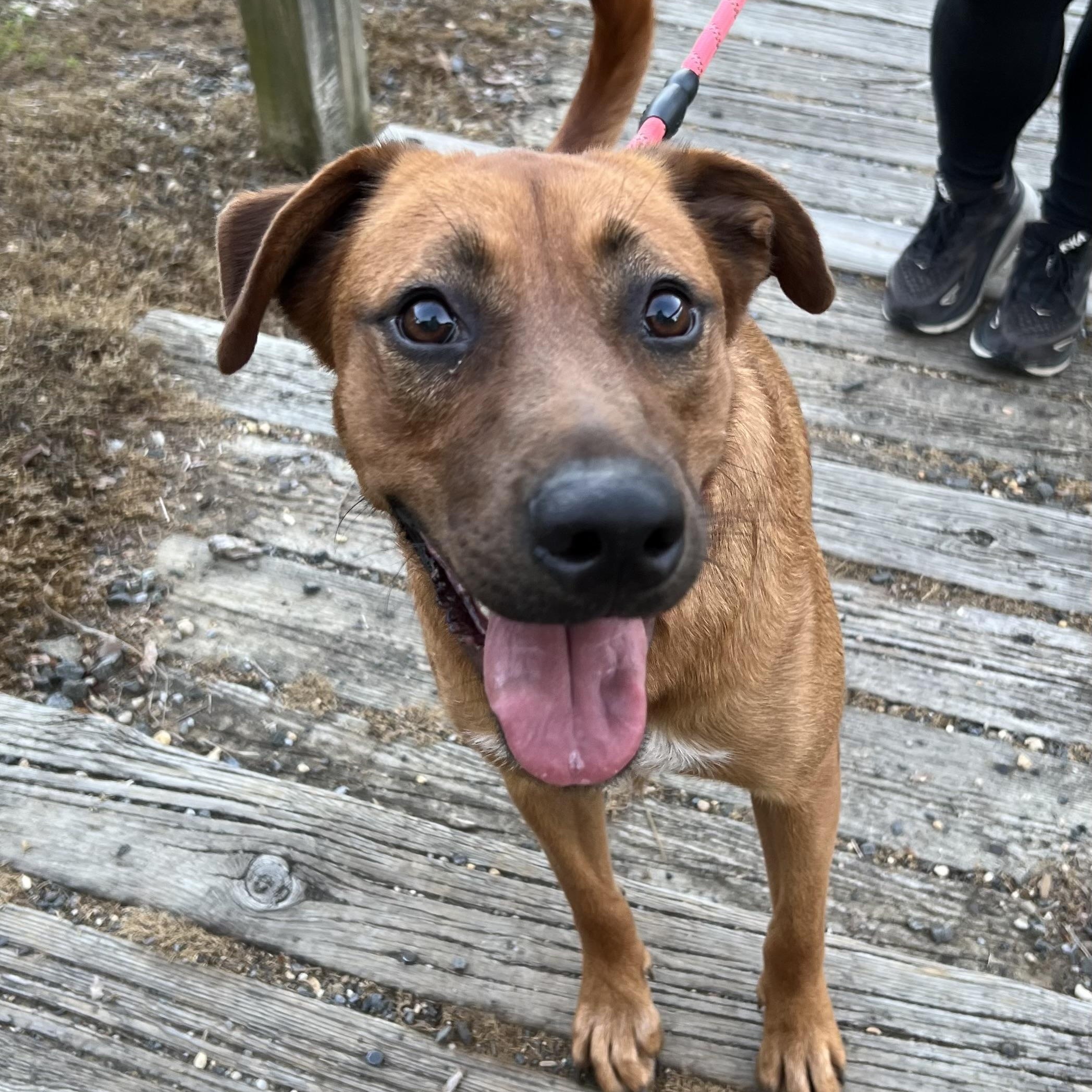 Maple, a Adoptable mixed breed in Mechanicsville , MD image 6/6