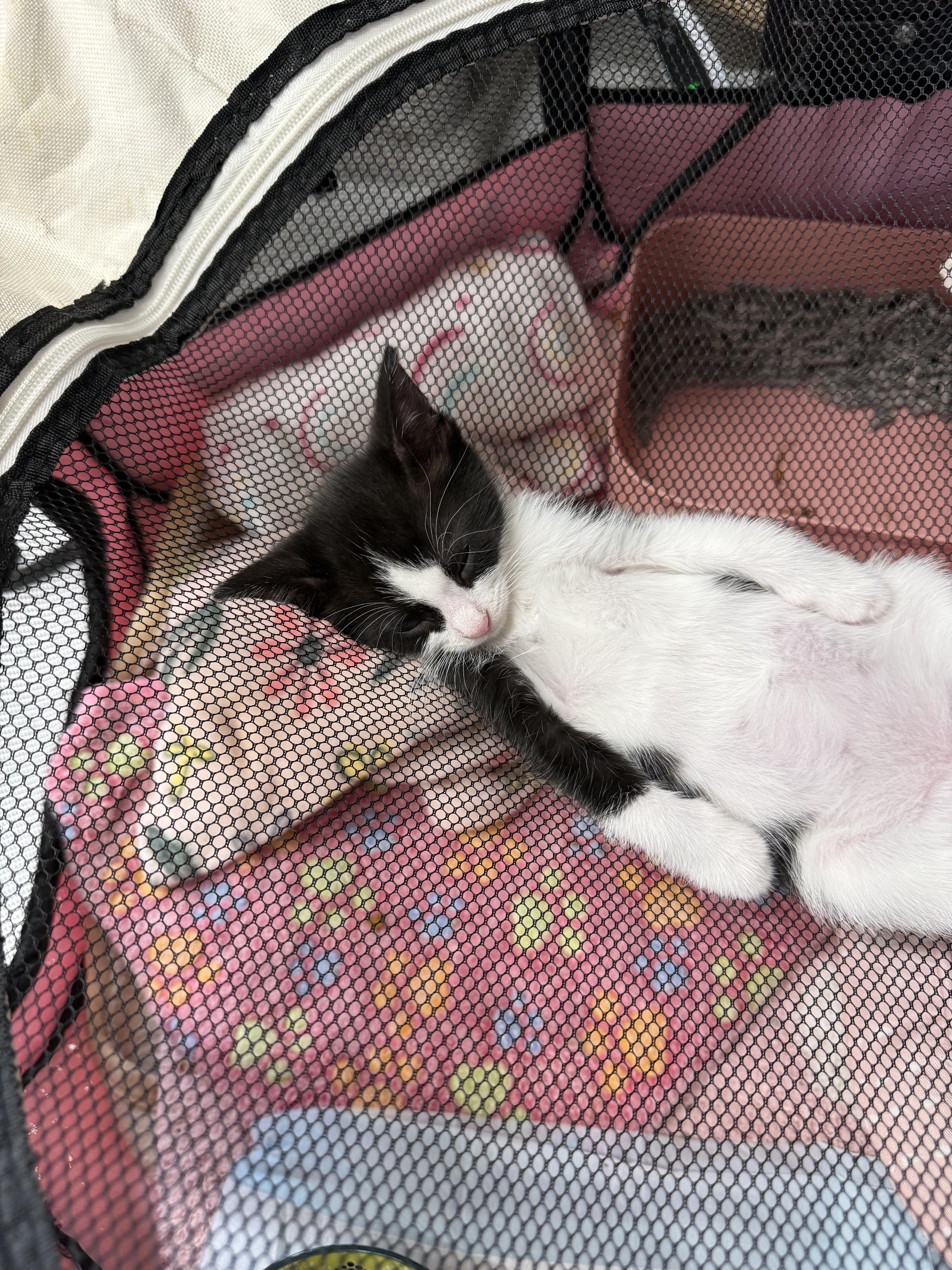 Enlarge Jagger, an adopted Domestic Short Hair in Lebanon, KY image 5/5