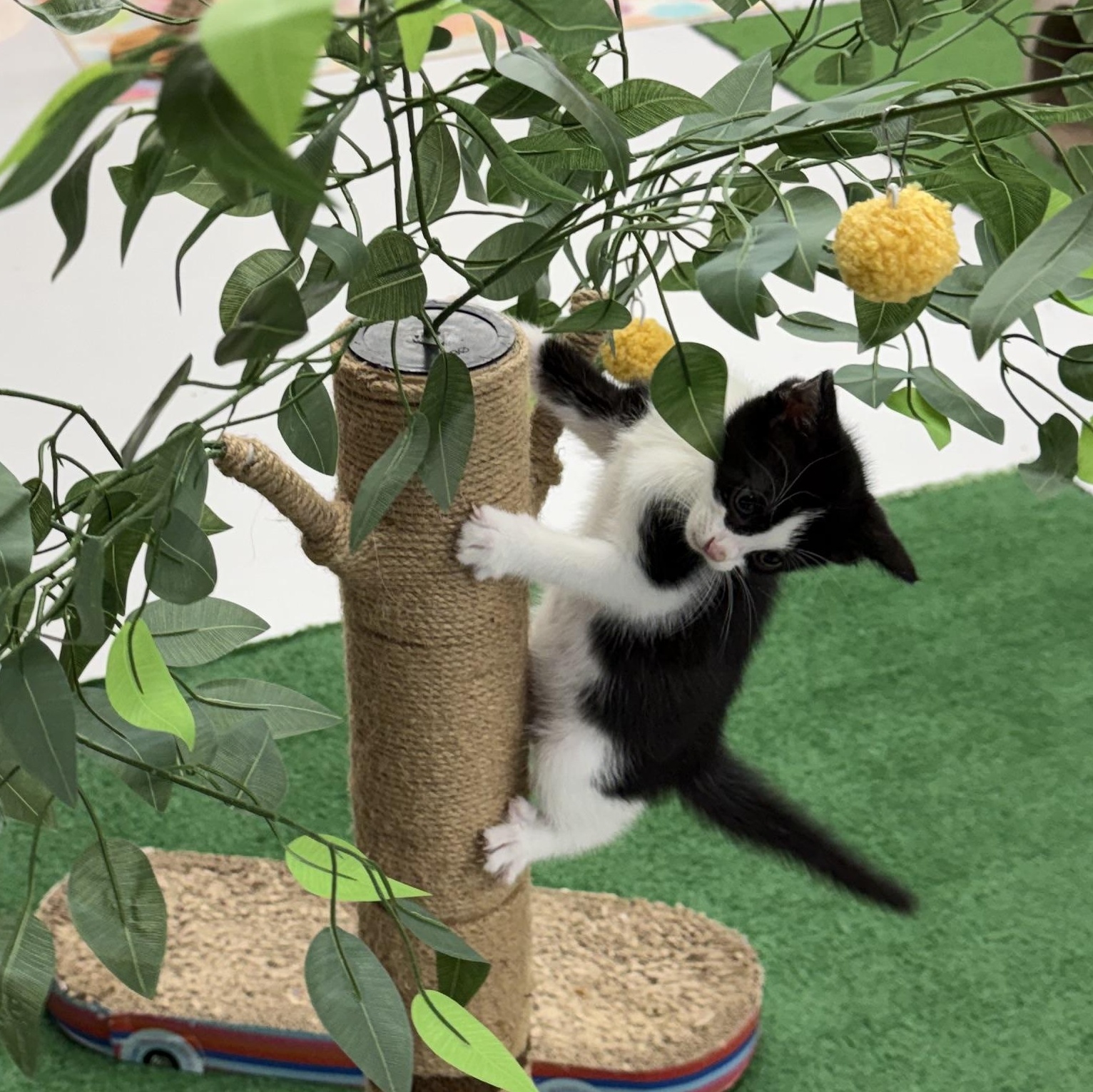 Enlarge Jagger, an adopted Domestic Short Hair in Lebanon, KY image 2/5