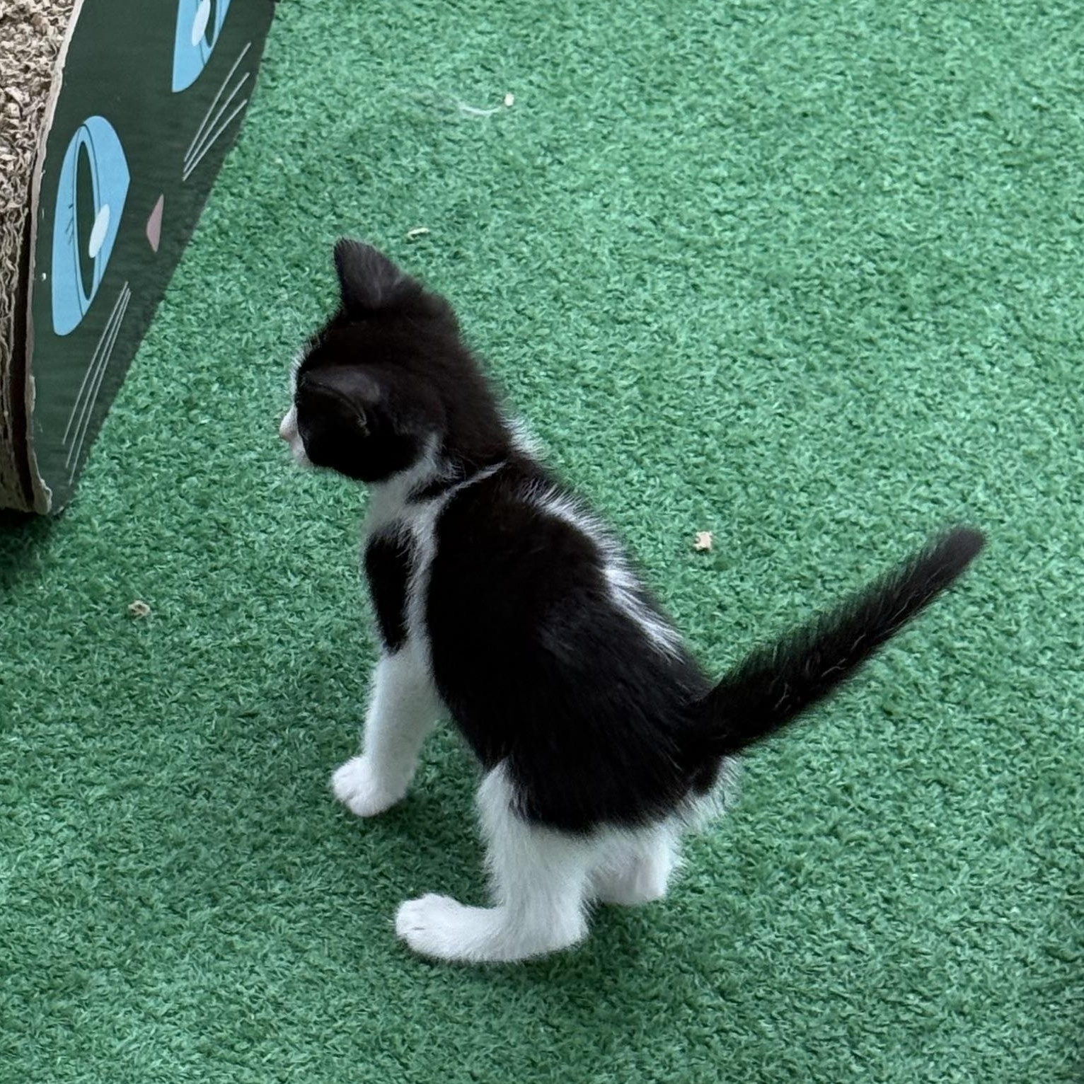 Enlarge Jagger, an adopted Domestic Short Hair in Lebanon, KY image 4/5