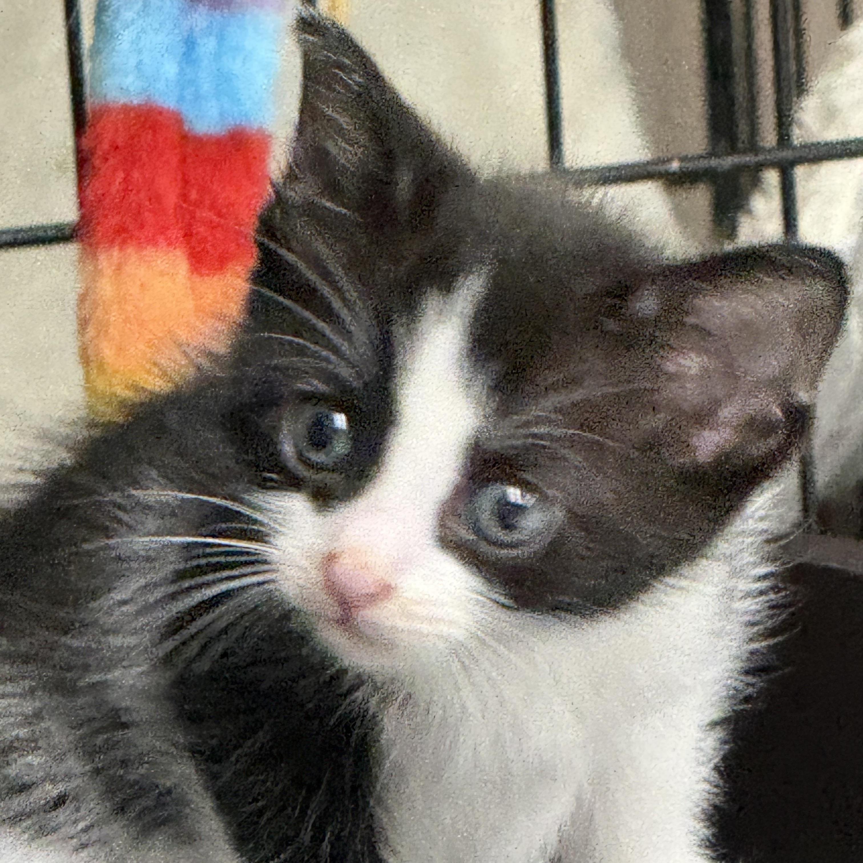 Jagger, adopted, Kitten Male Domestic Short Hair.