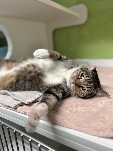 Enlarge River, a Adoptable mixed breed in Muskegon, MI image 1/3