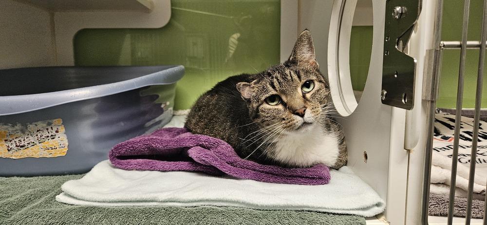 River, Adoptable, Adult Female Domestic Short Hair.