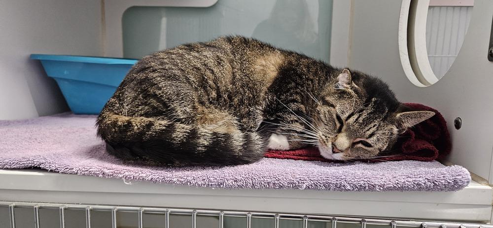 Enlarge River, a Adoptable mixed breed in Muskegon, MI image 2/2