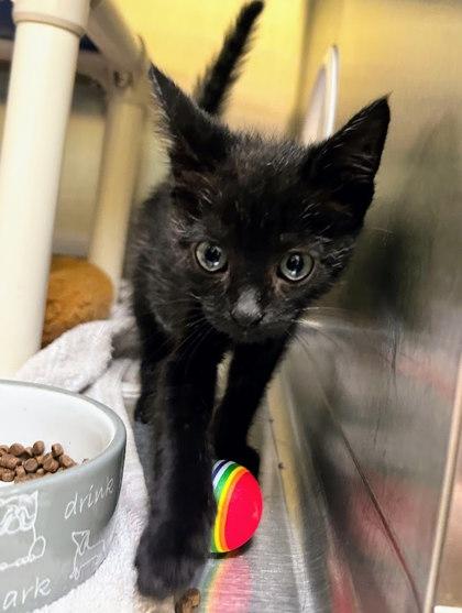 Diego, Adoptable, Kitten Female Domestic Short Hair & Domestic Short Hair.