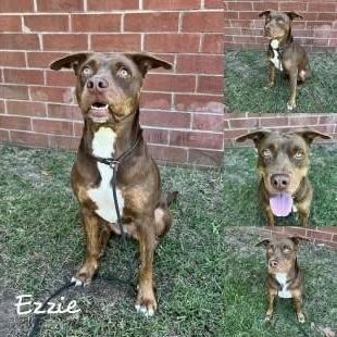 Enlarge Ezzie, a ADOPTABLE mixed breed in Fairhope, AL image 1/1