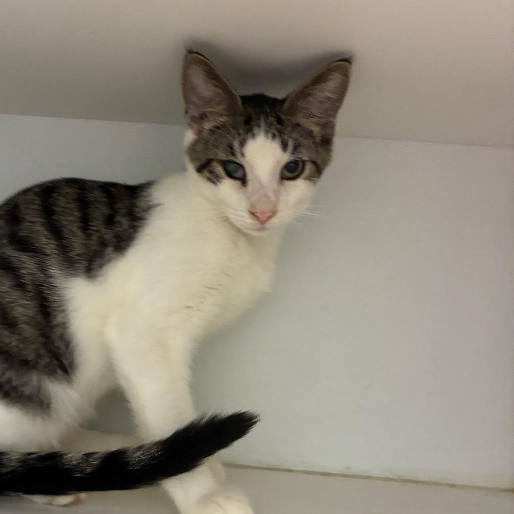 Fred, Adoptable, Young Male Domestic Short Hair.