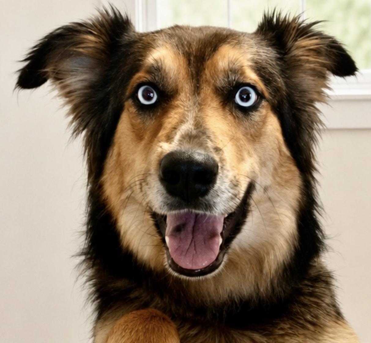 Enlarge Gypsy Marie, a ADOPTABLE mixed breed in Westfield, NY image 6/6