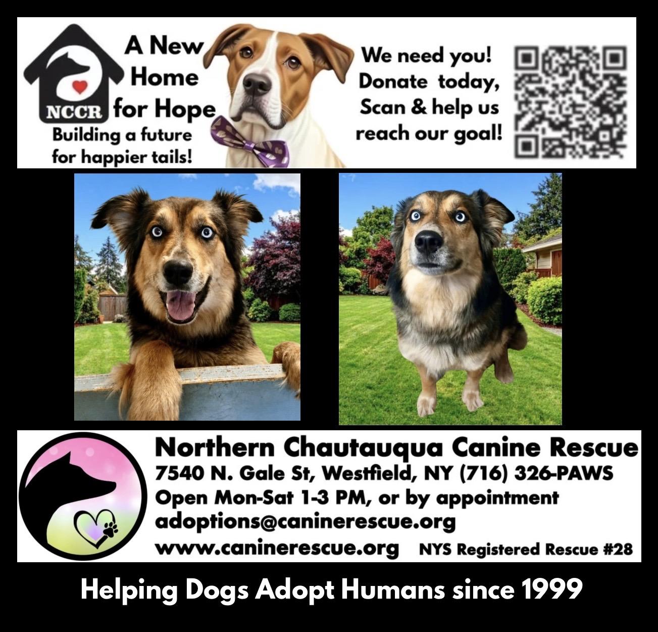 Enlarge Gypsy Marie, a ADOPTABLE mixed breed in Westfield, NY image 3/6