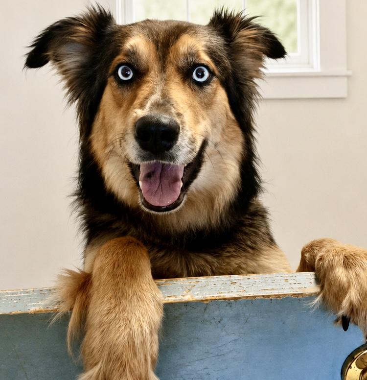 Enlarge Gypsy Marie, a ADOPTABLE mixed breed in Westfield, NY image 4/6