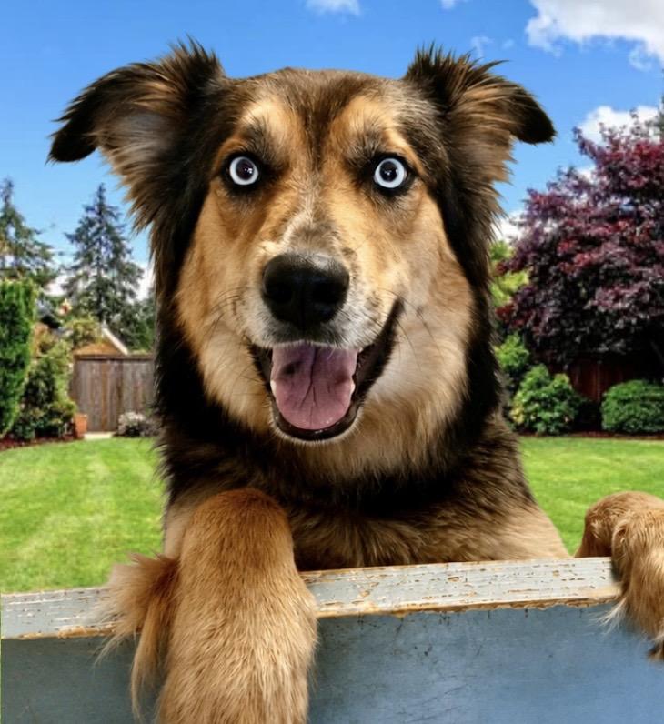 Gypsy Marie, ADOPTABLE, Adult Female Australian Shepherd.