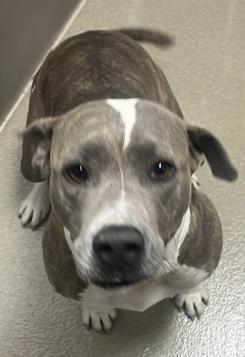 GOOSE, Adoptable, Adult Female American Staffordshire Terrier.
